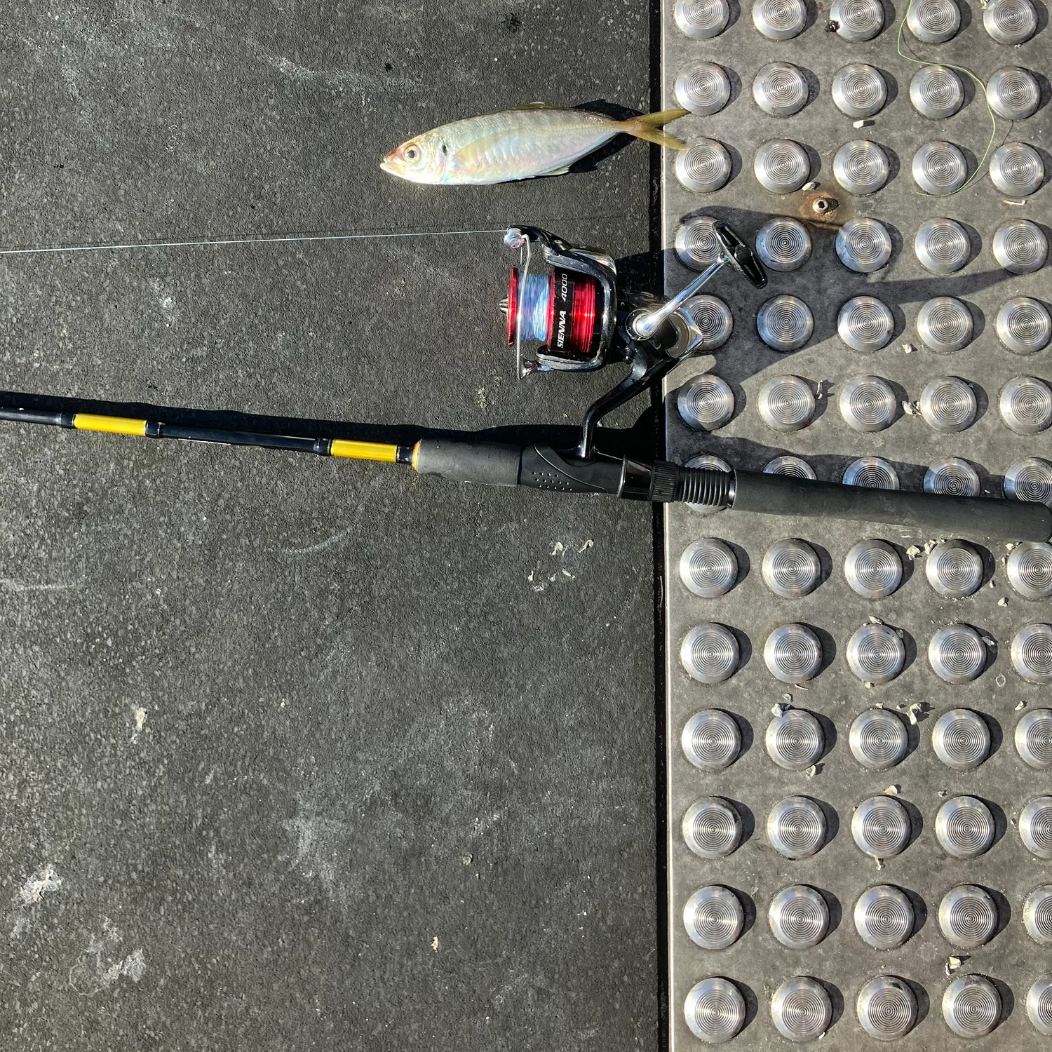 Fish caught on Fishbrain