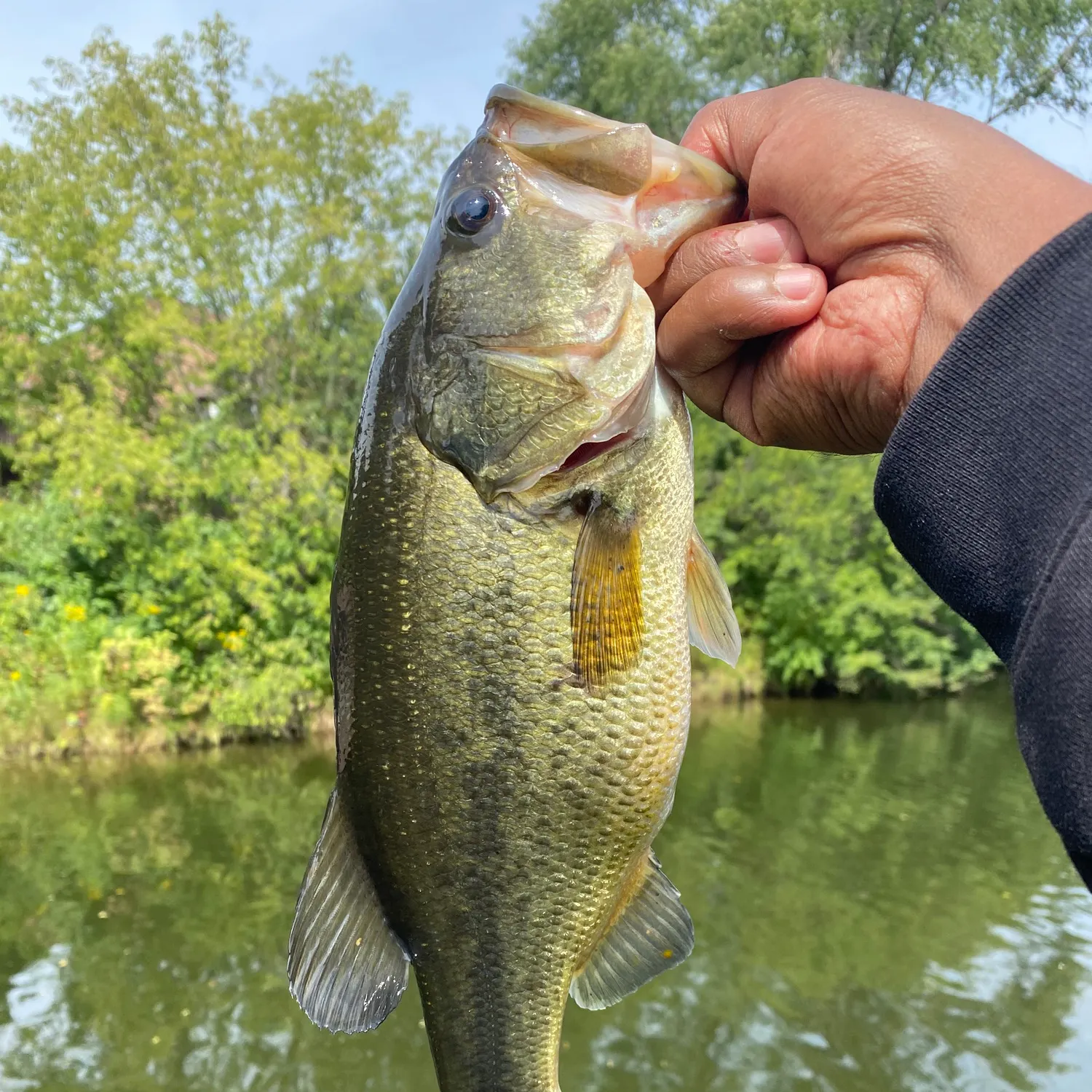 Largemouth bass caught on Fishbrain