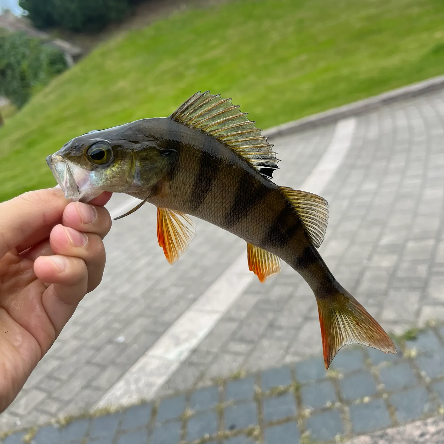 European perch caught on Fishbrain