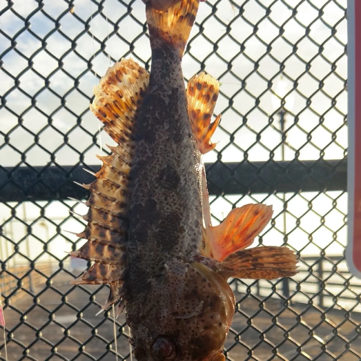 The most recent Longspined bullhead catches on Fishbrain