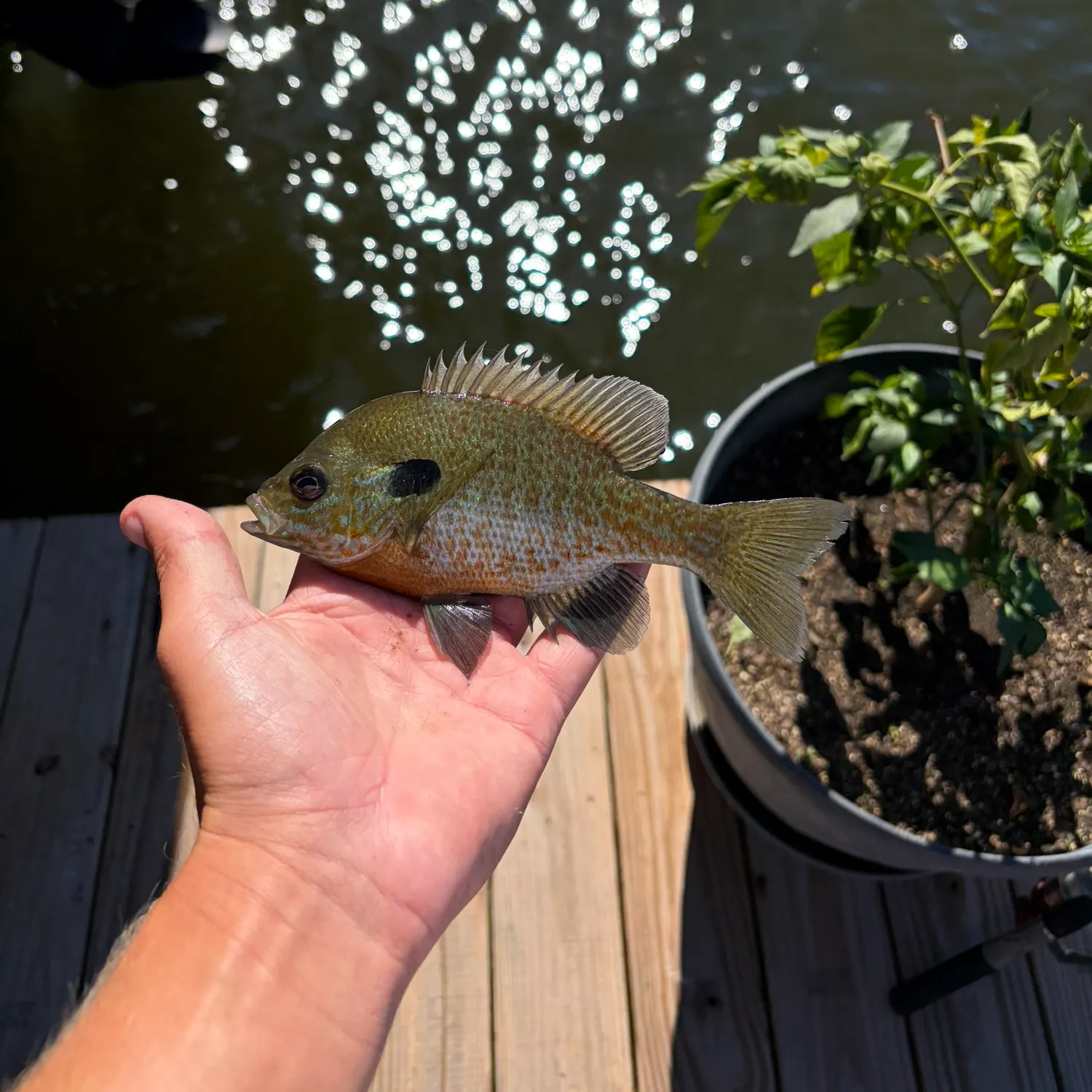 Bluegill caught on Fishbrain