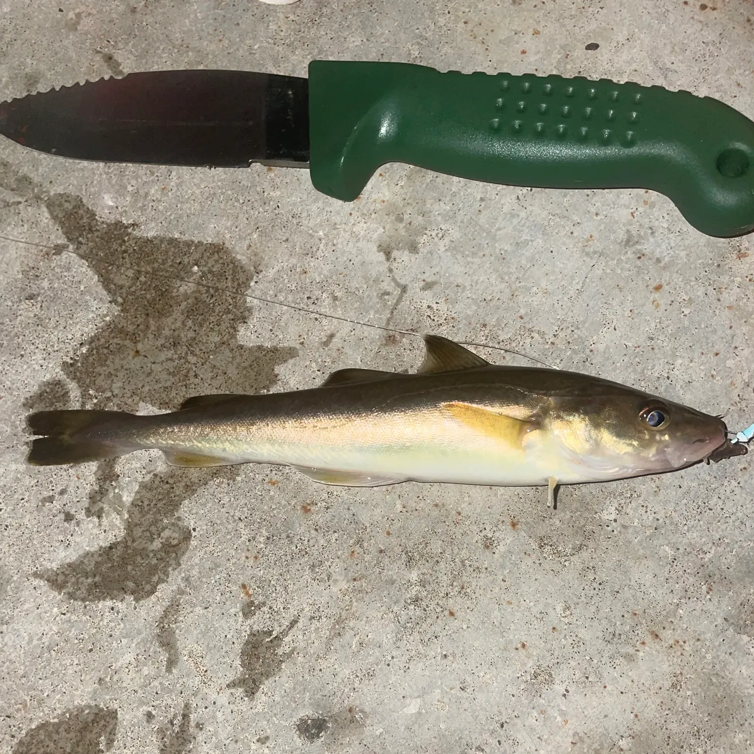 The most recent Saffron cod catches on Fishbrain