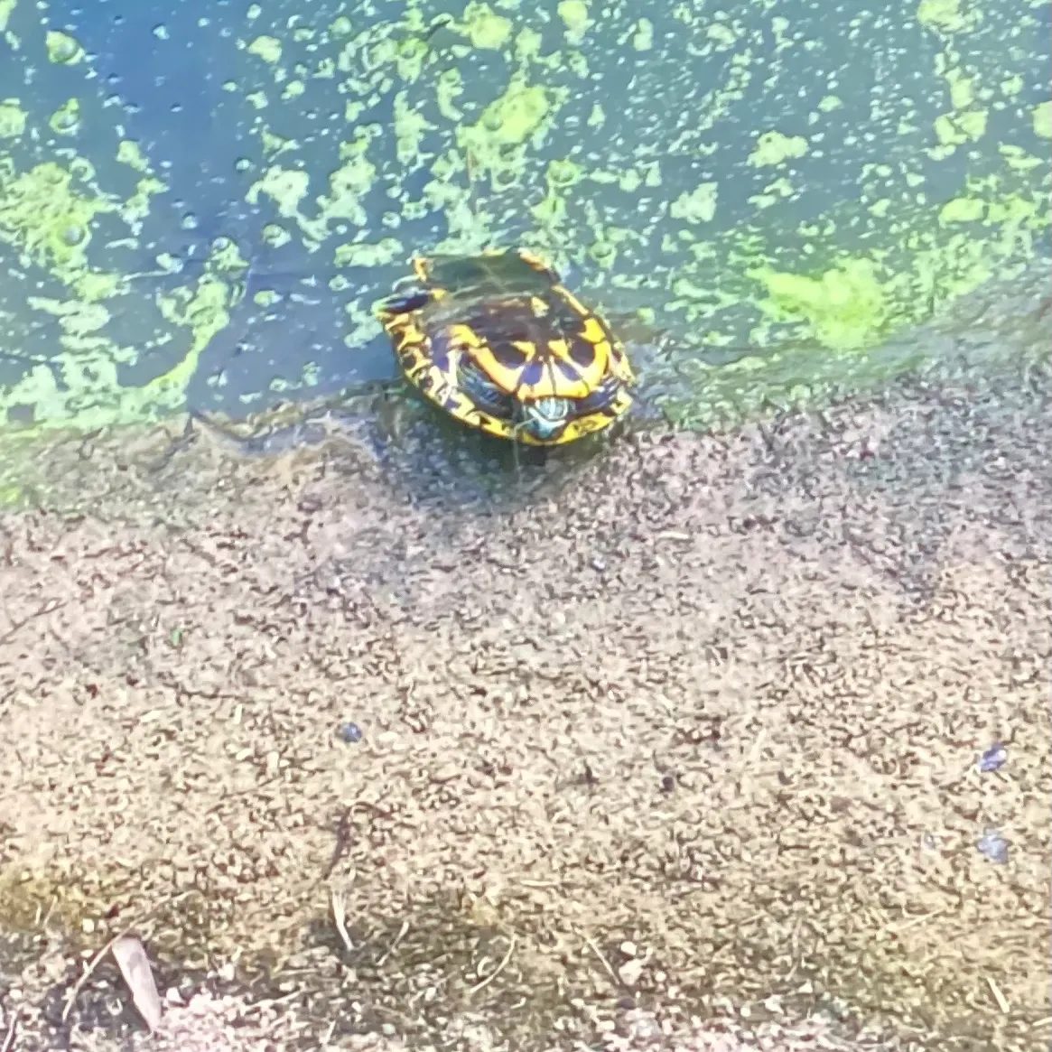 Pond slider turtle caught on Fishbrain
