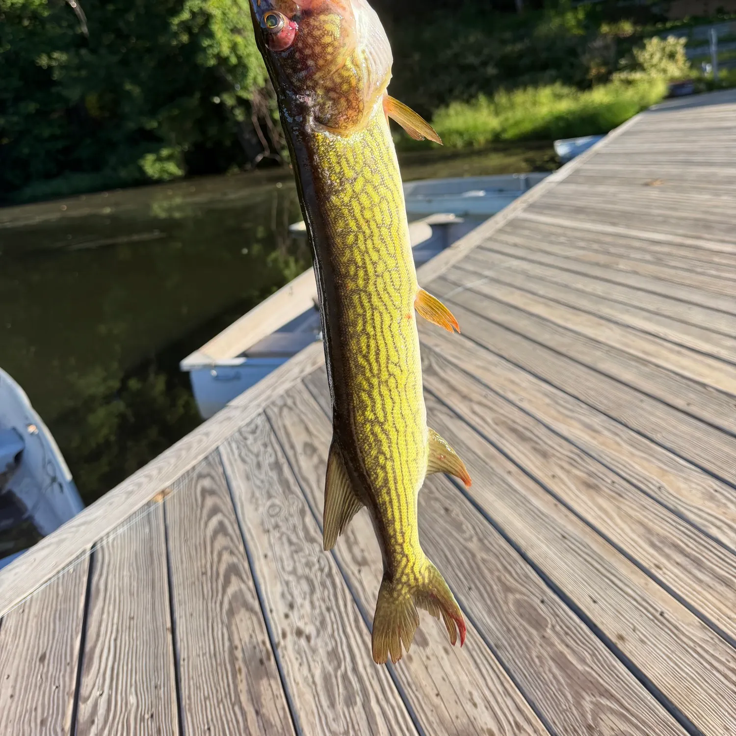 Chain pickerel caught on Fishbrain