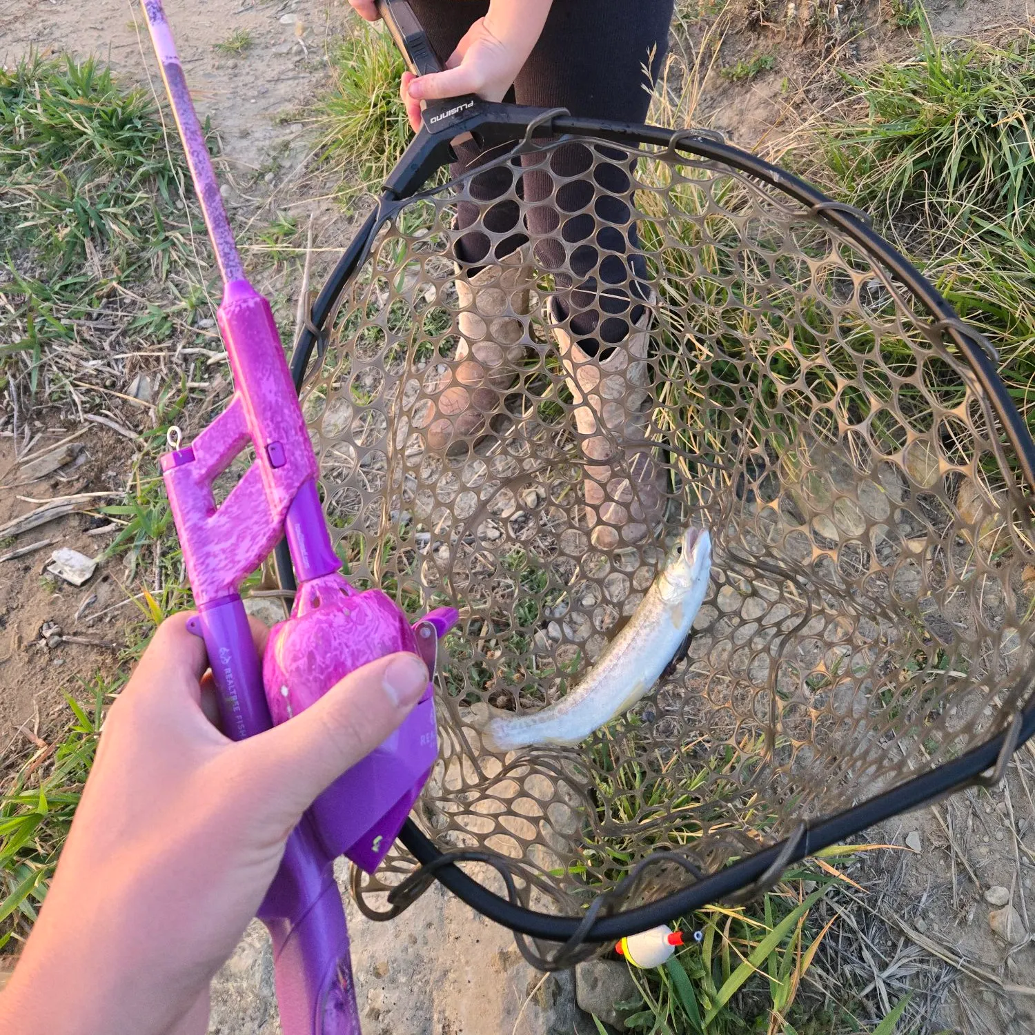 Tiger trout caught on Fishbrain