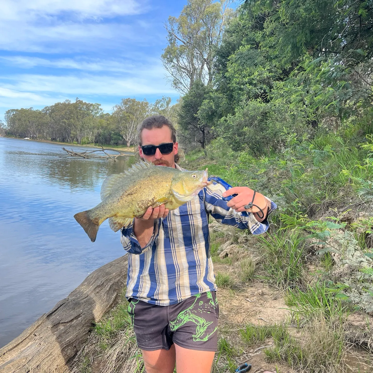 Golden perch caught on Fishbrain