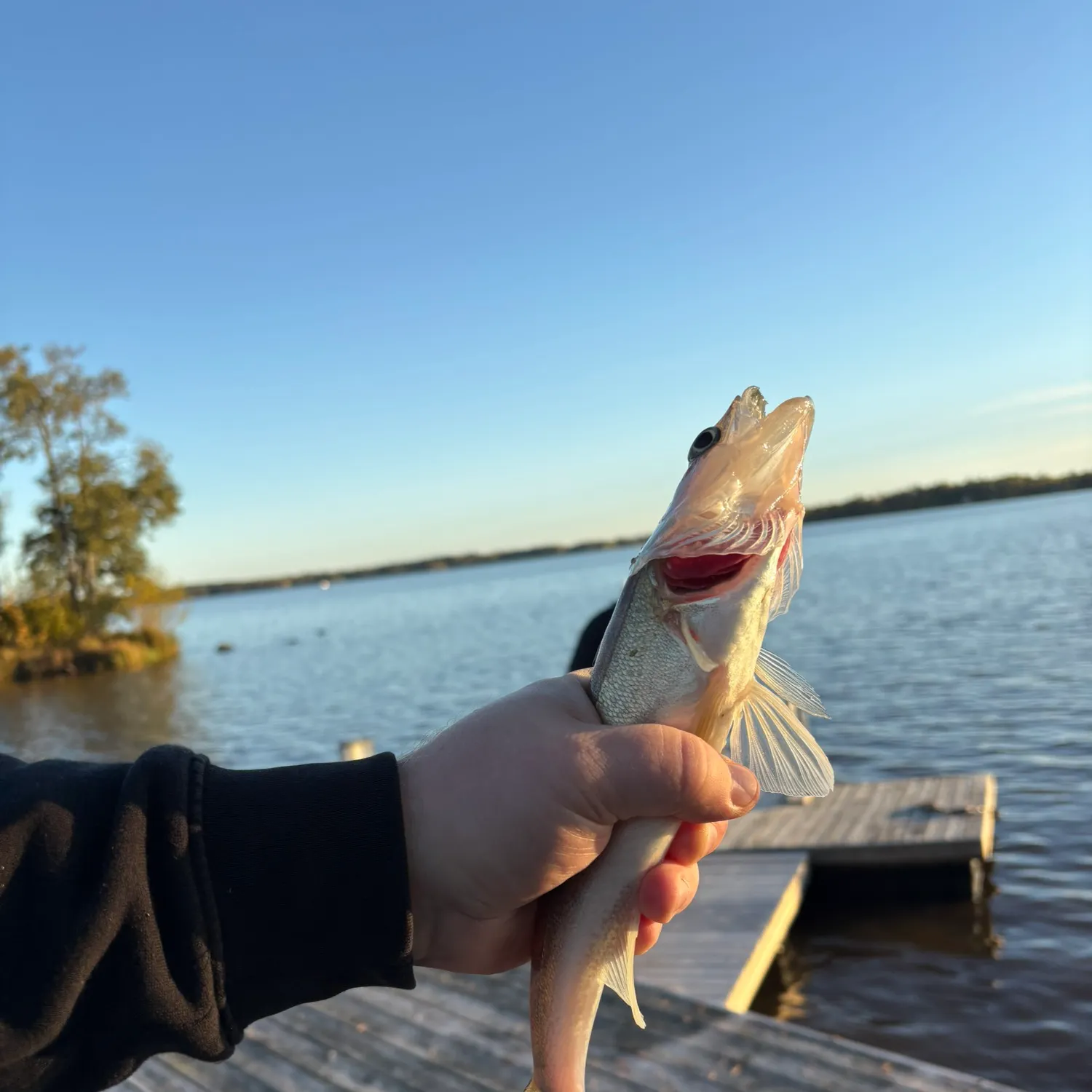 Zander caught on Fishbrain