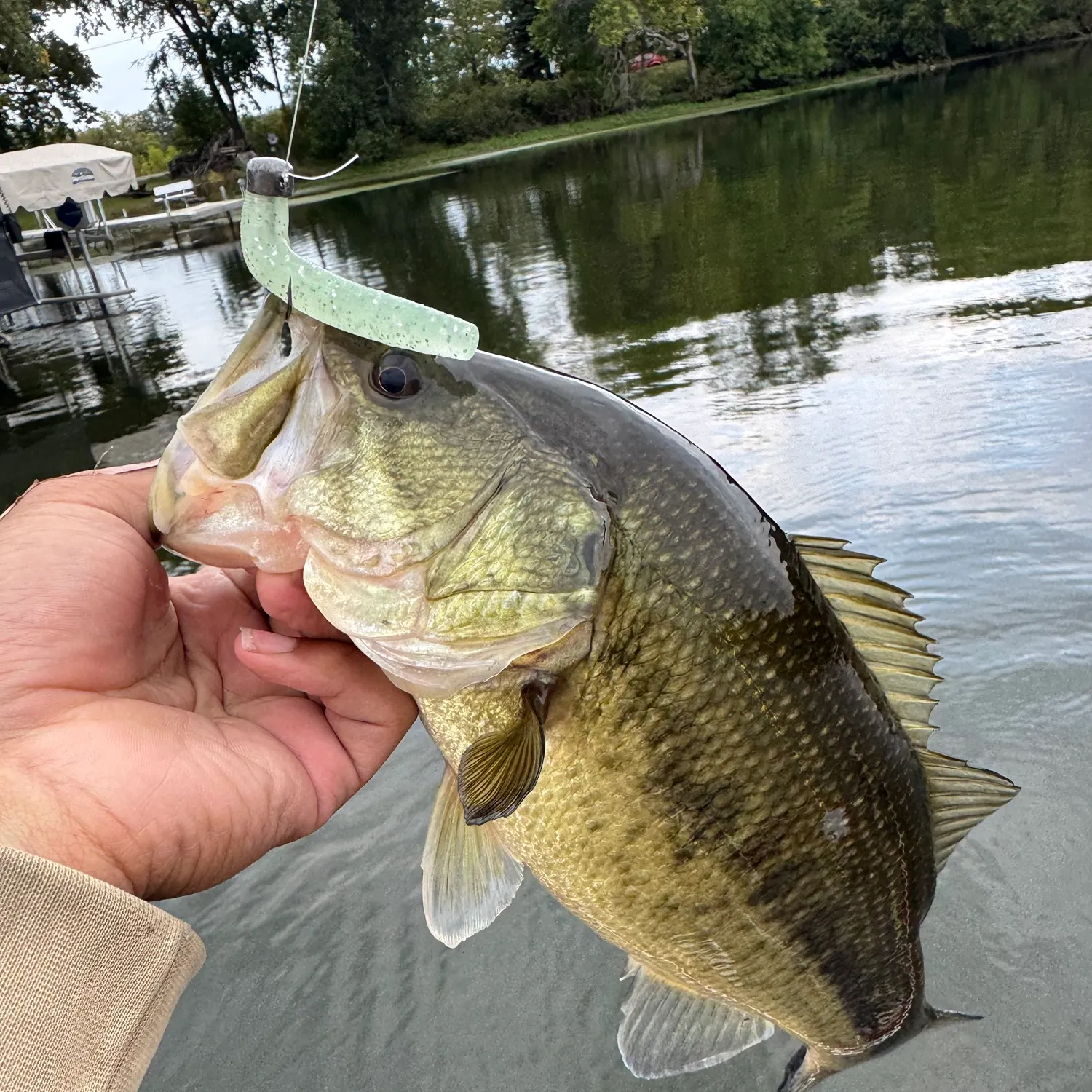 Largemouth bass caught on Fishbrain