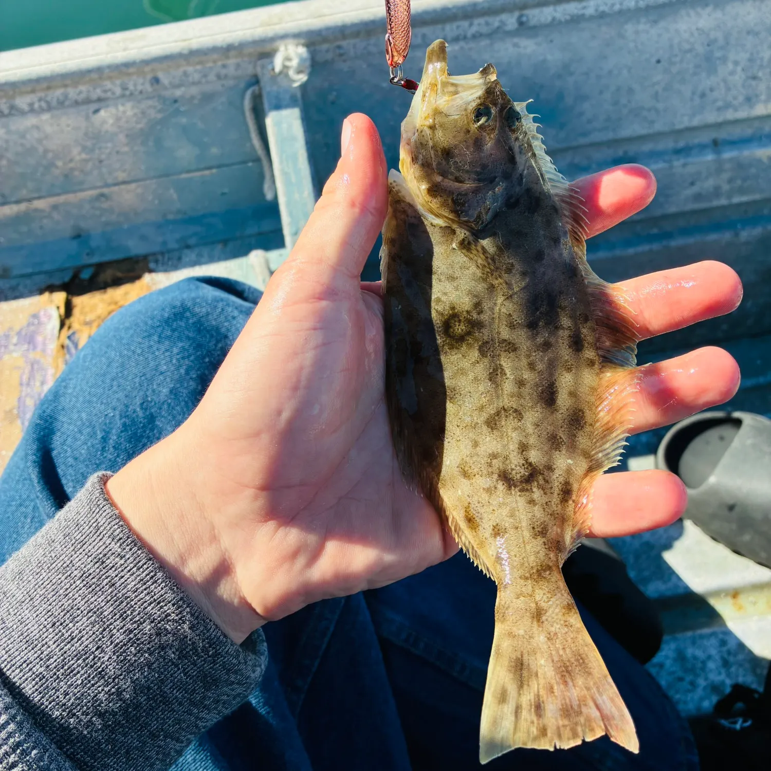 The most recent California halibut catches on Fishbrain