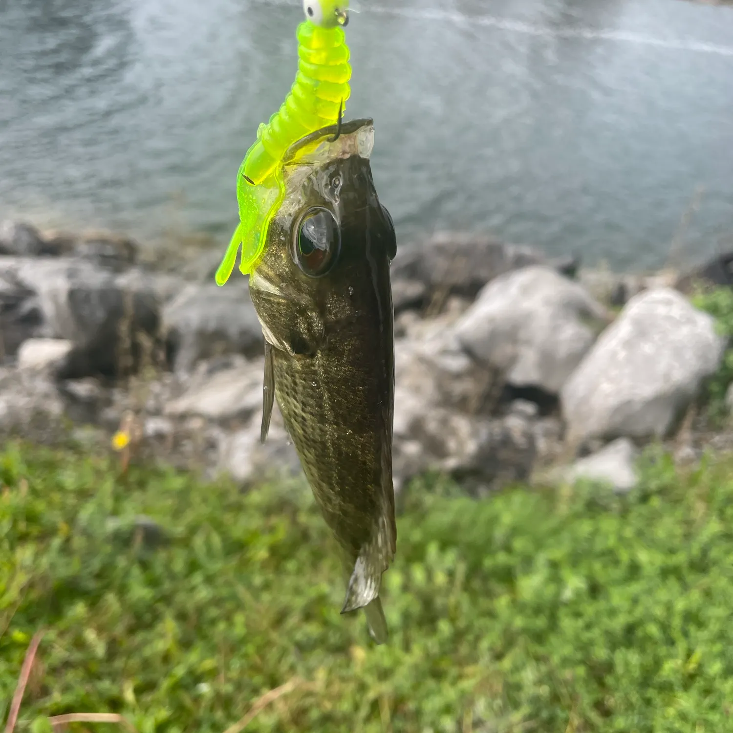 Rock bass caught on Fishbrain