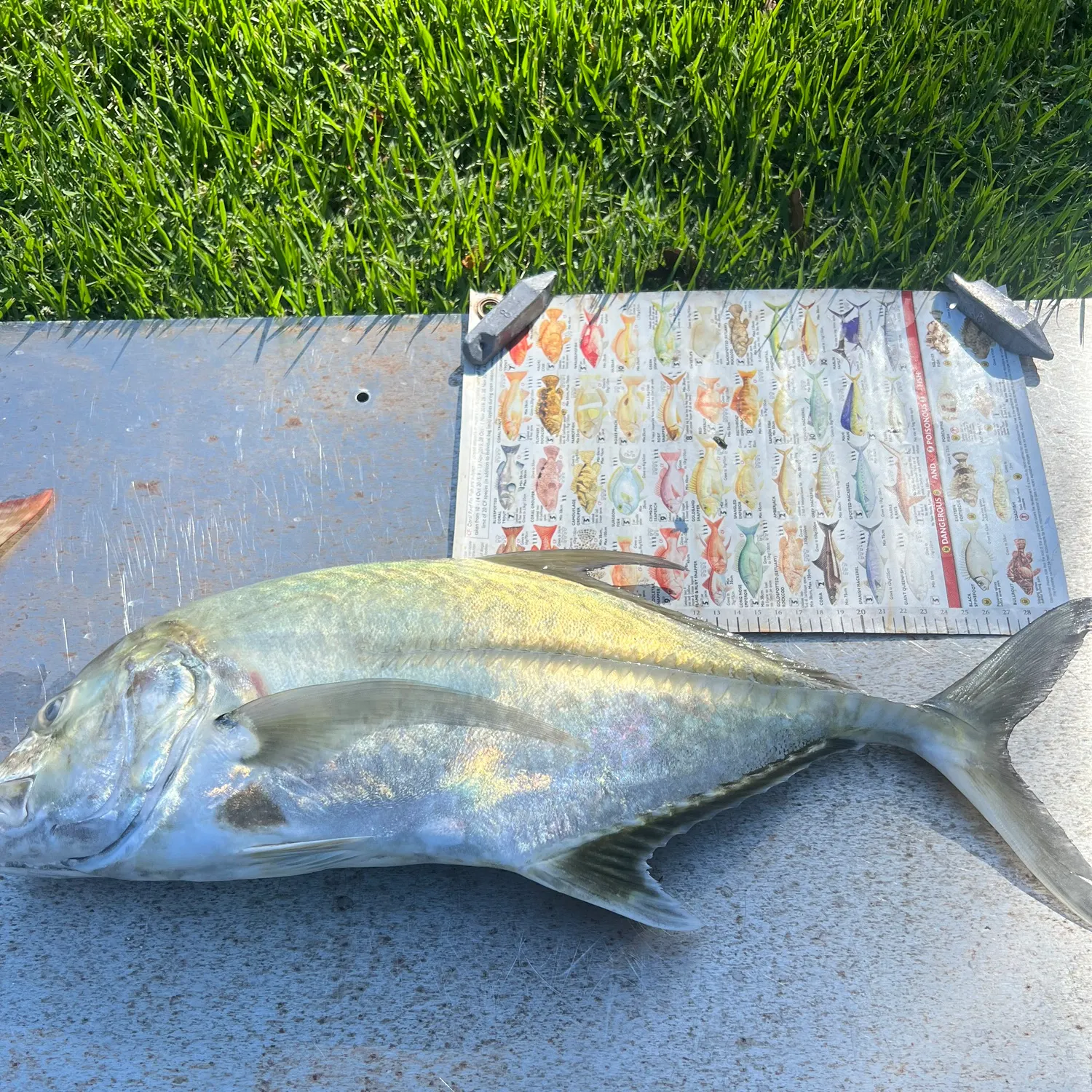The most recent Giant trevally catches on Fishbrain