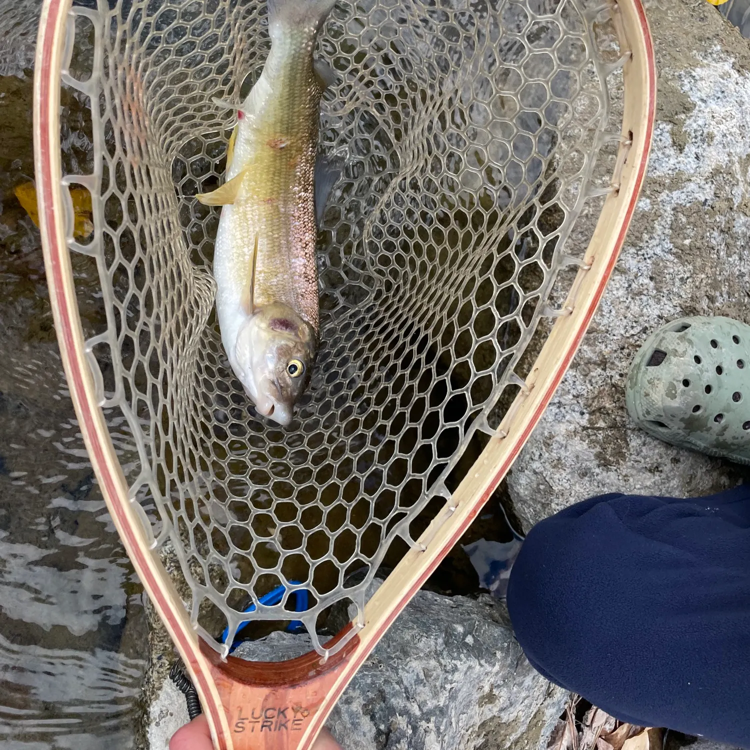 Mountain whitefish caught on Fishbrain