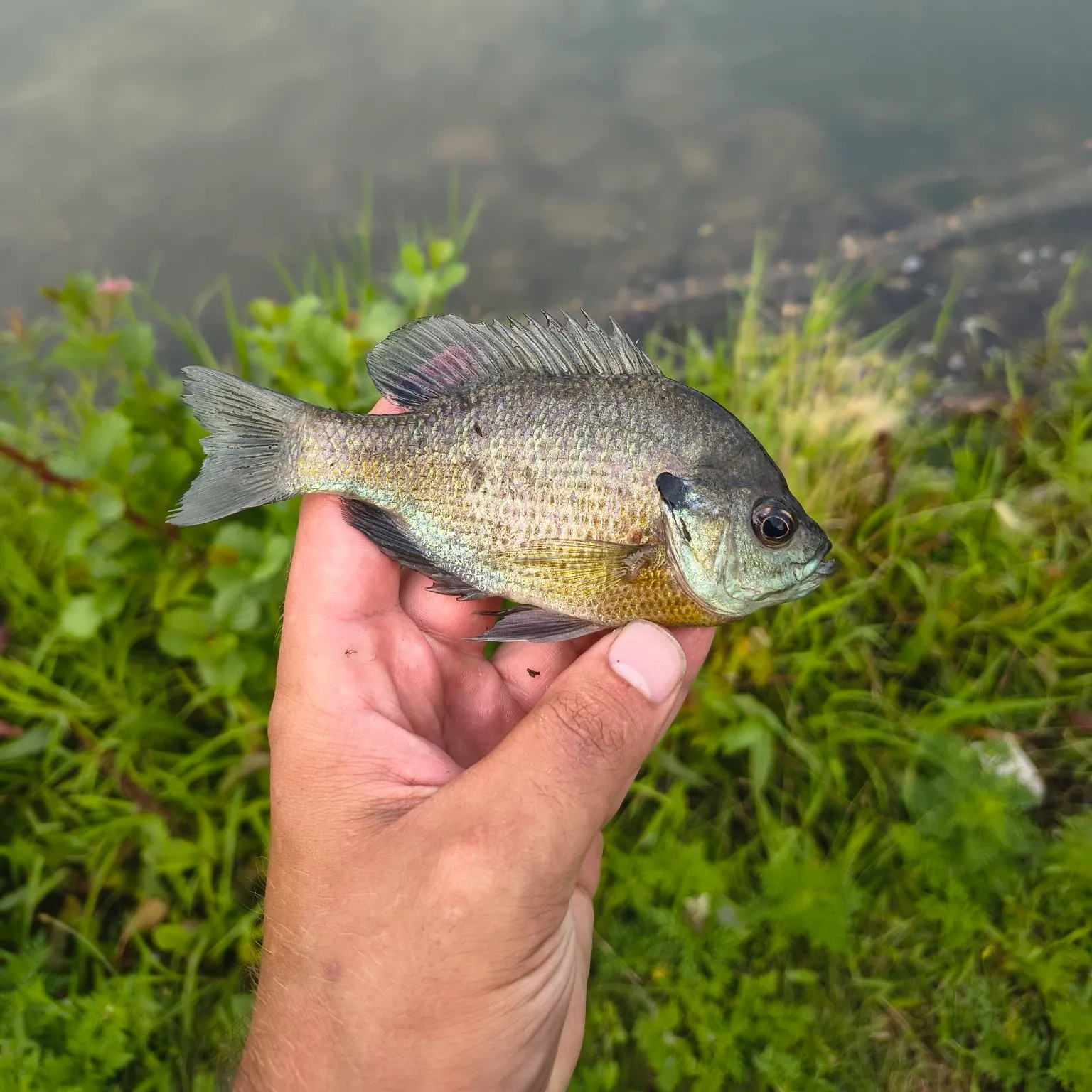 Bluegill caught on Fishbrain