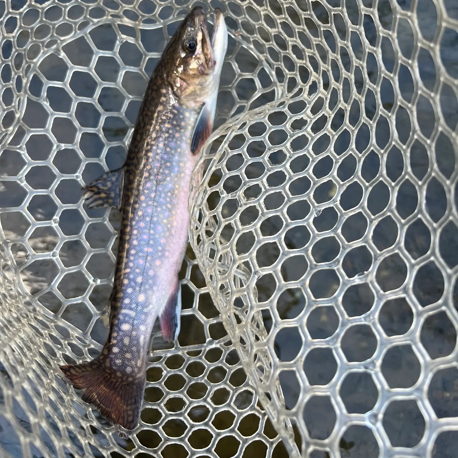 The most recent Brook trout catches on Fishbrain