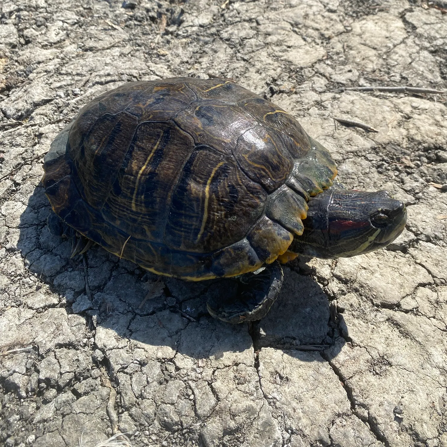 Pond slider turtle caught on Fishbrain