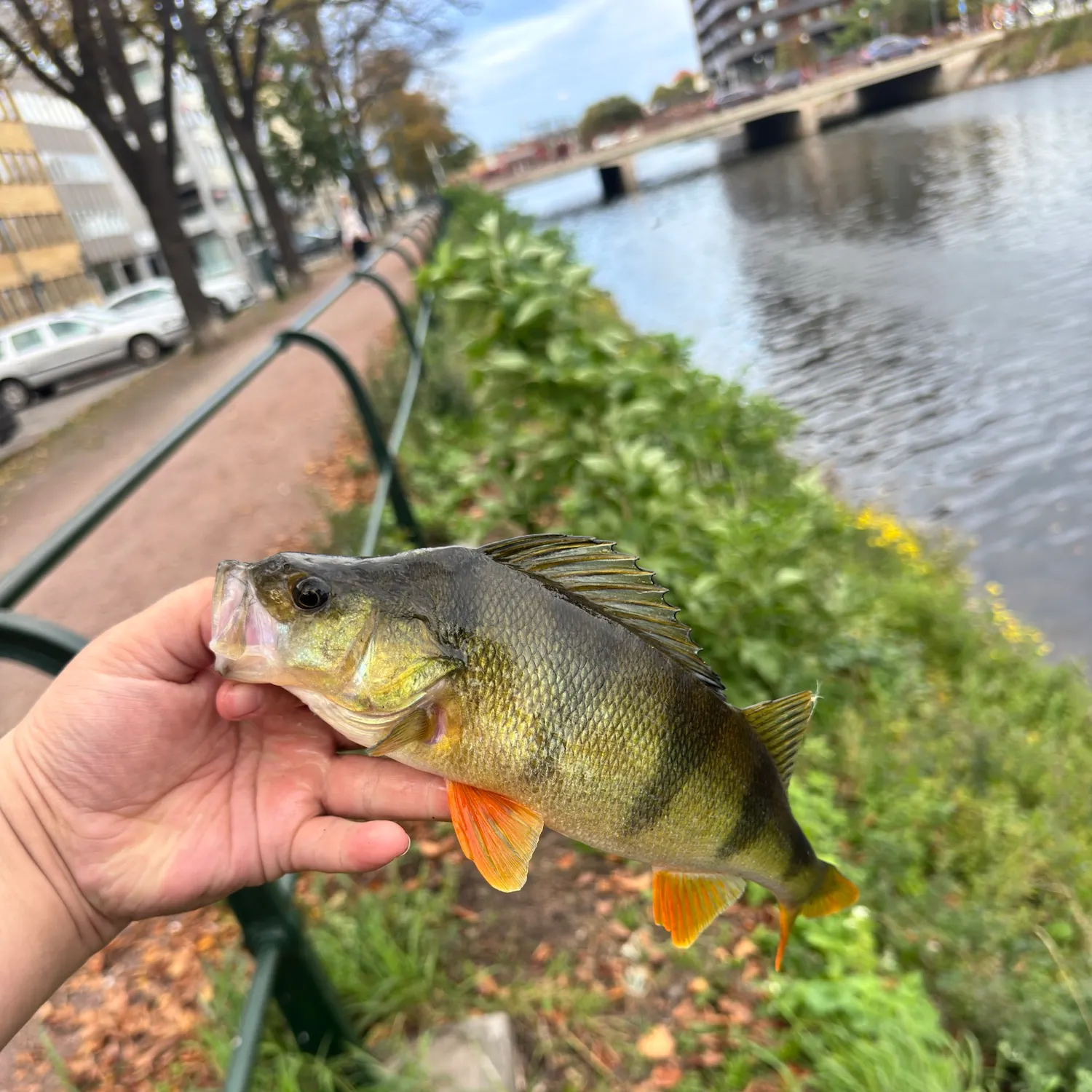 European perch caught on Fishbrain