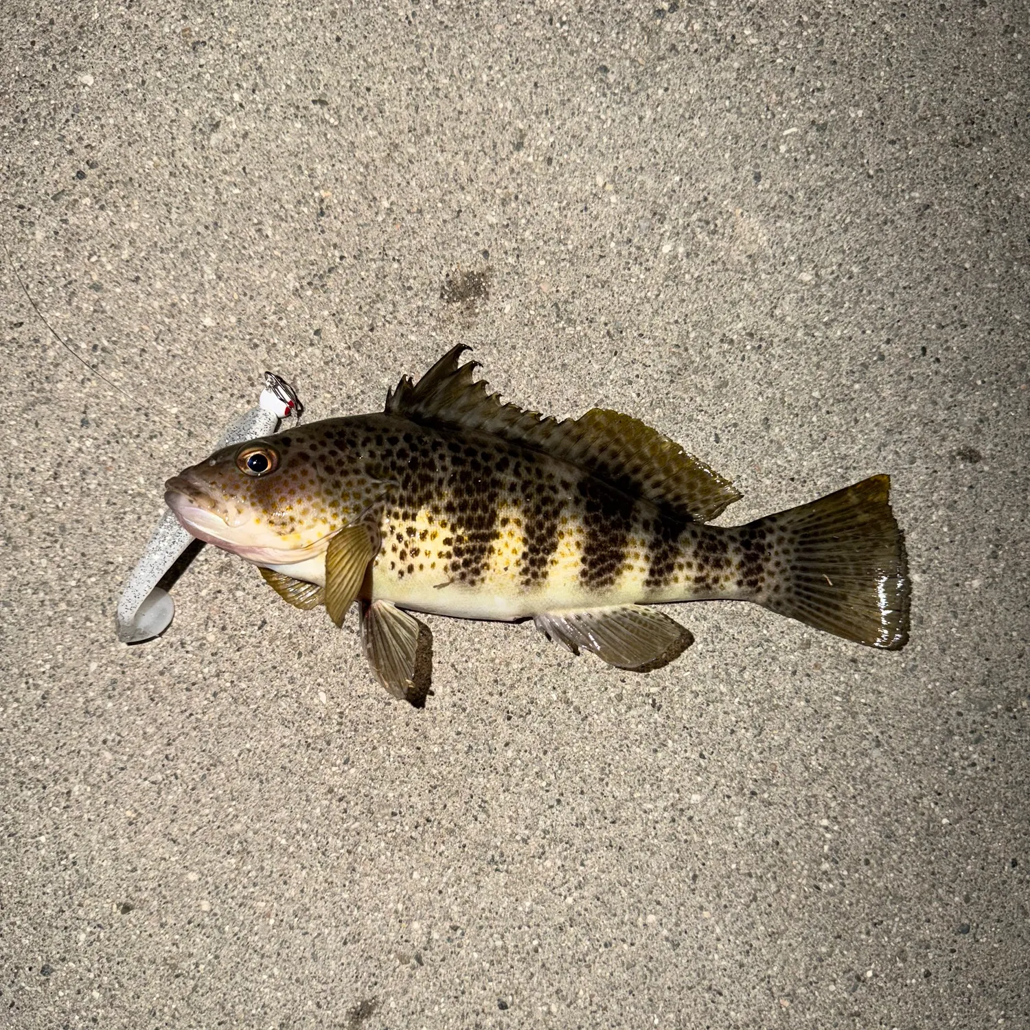 The most recent Spotted sand bass catches on Fishbrain