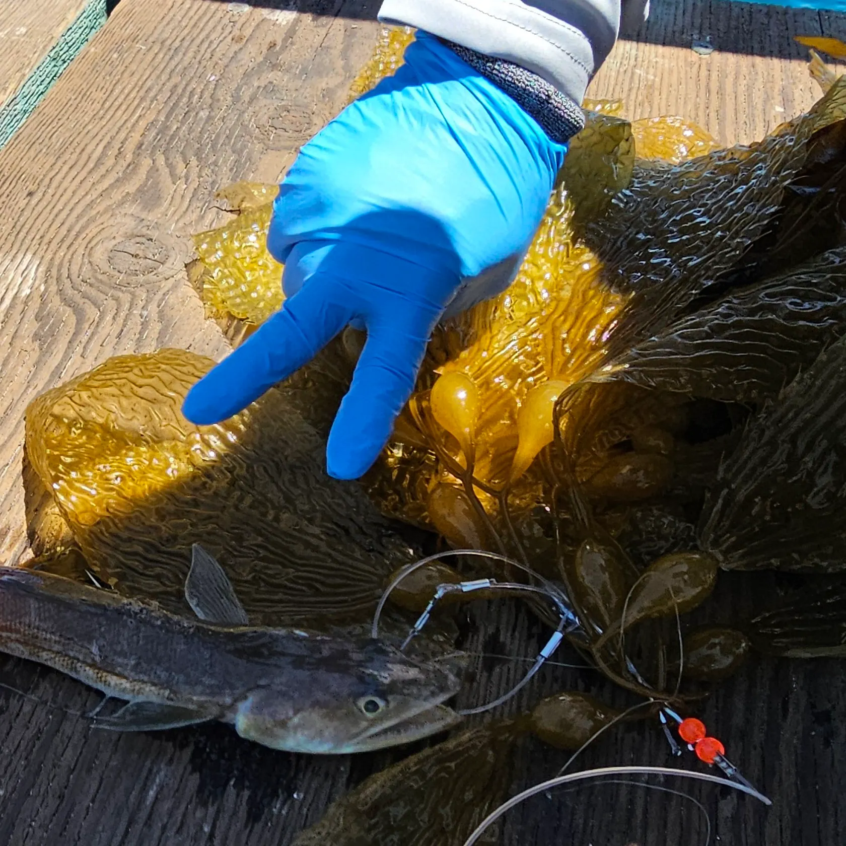 The most recent Inshore lizardfish catches on Fishbrain