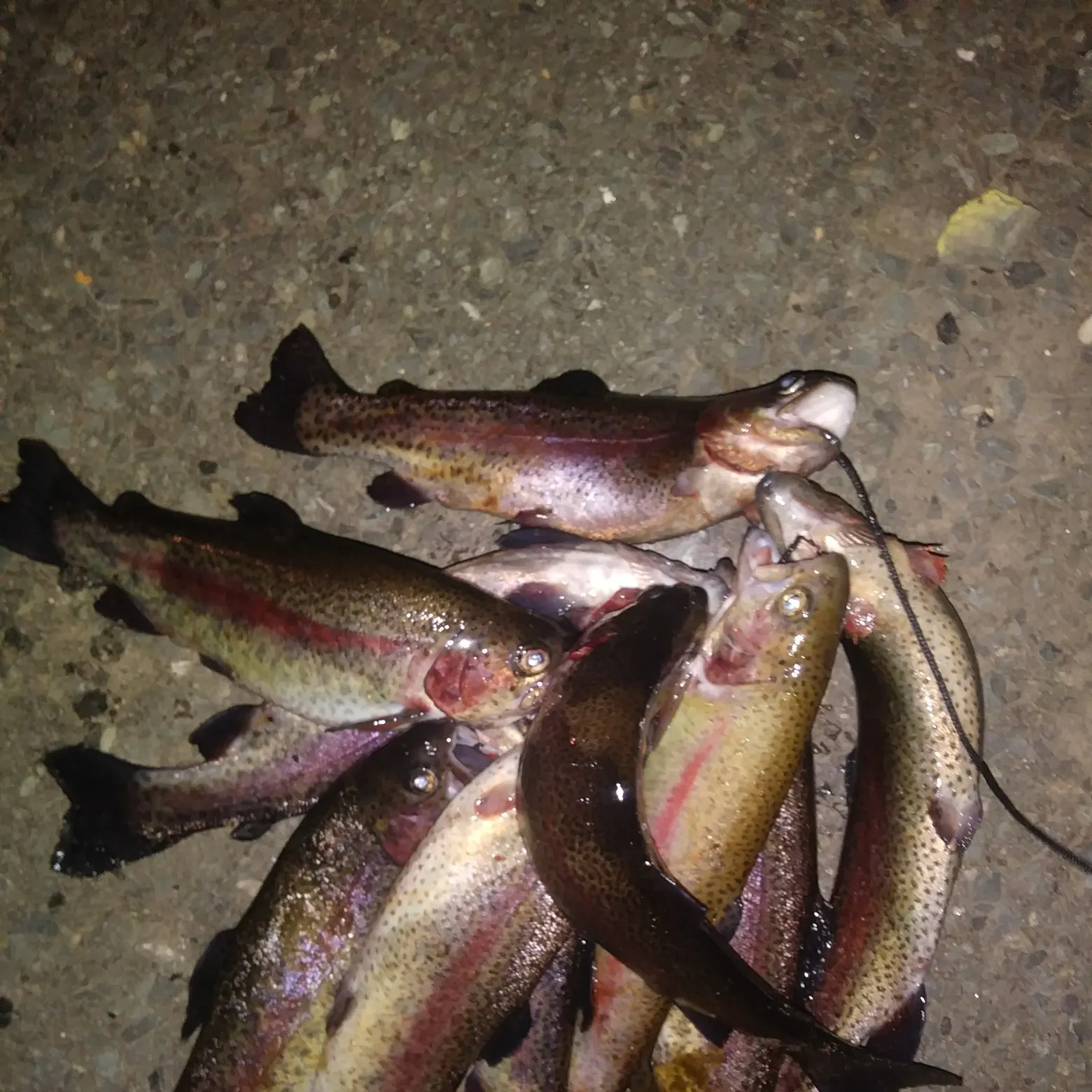 recently logged catches