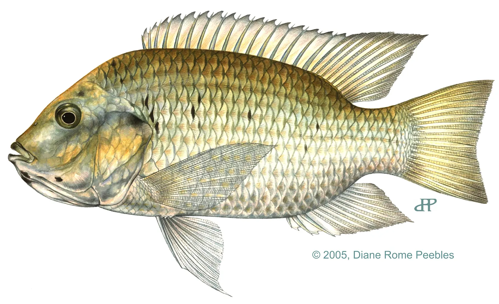 Blackchin Tilapia