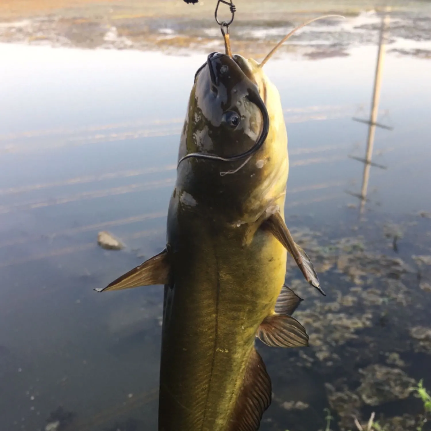 Yellow bullhead caught on Fishbrain