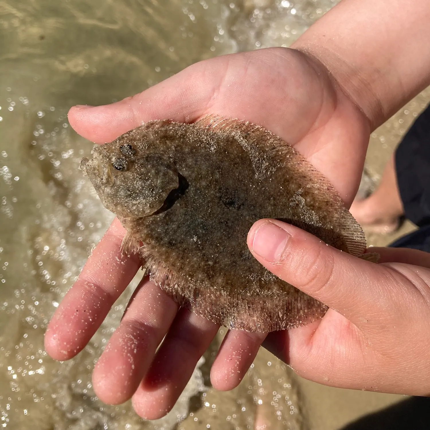 Summer flounder caught on Fishbrain