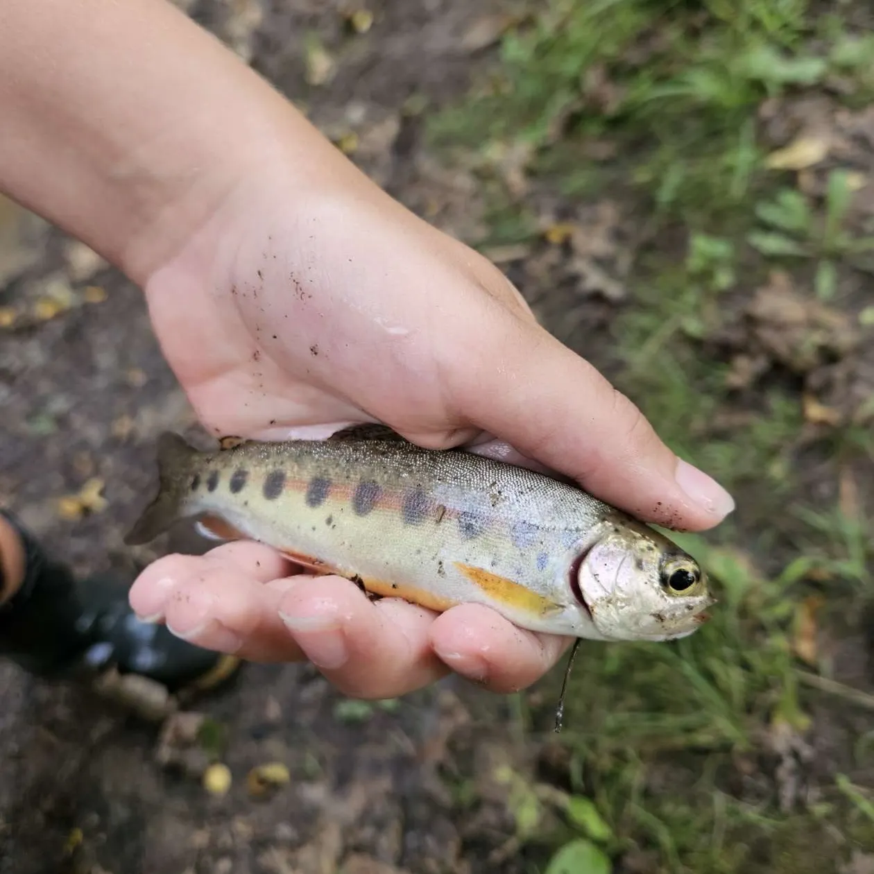 Brook trout caught on Fishbrain