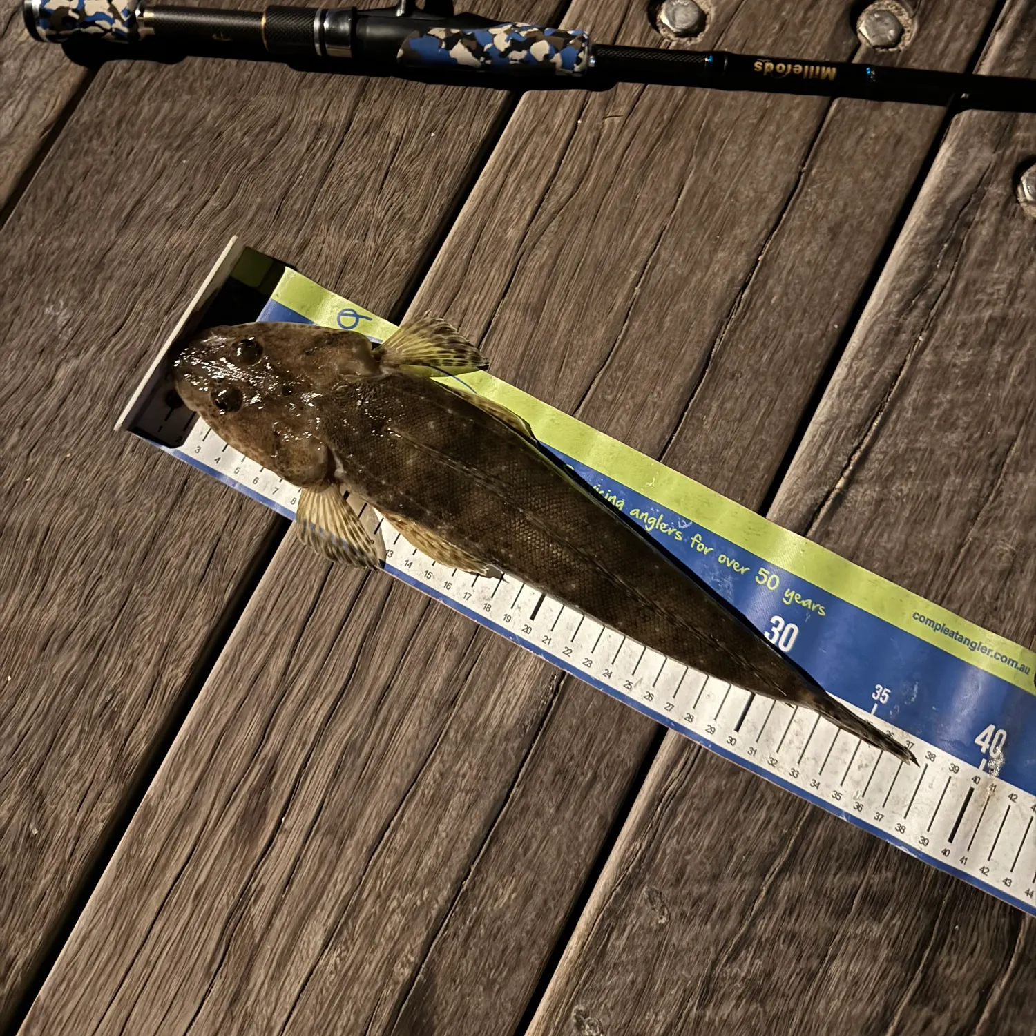 The most recent Blue-spotted flathead catches on Fishbrain