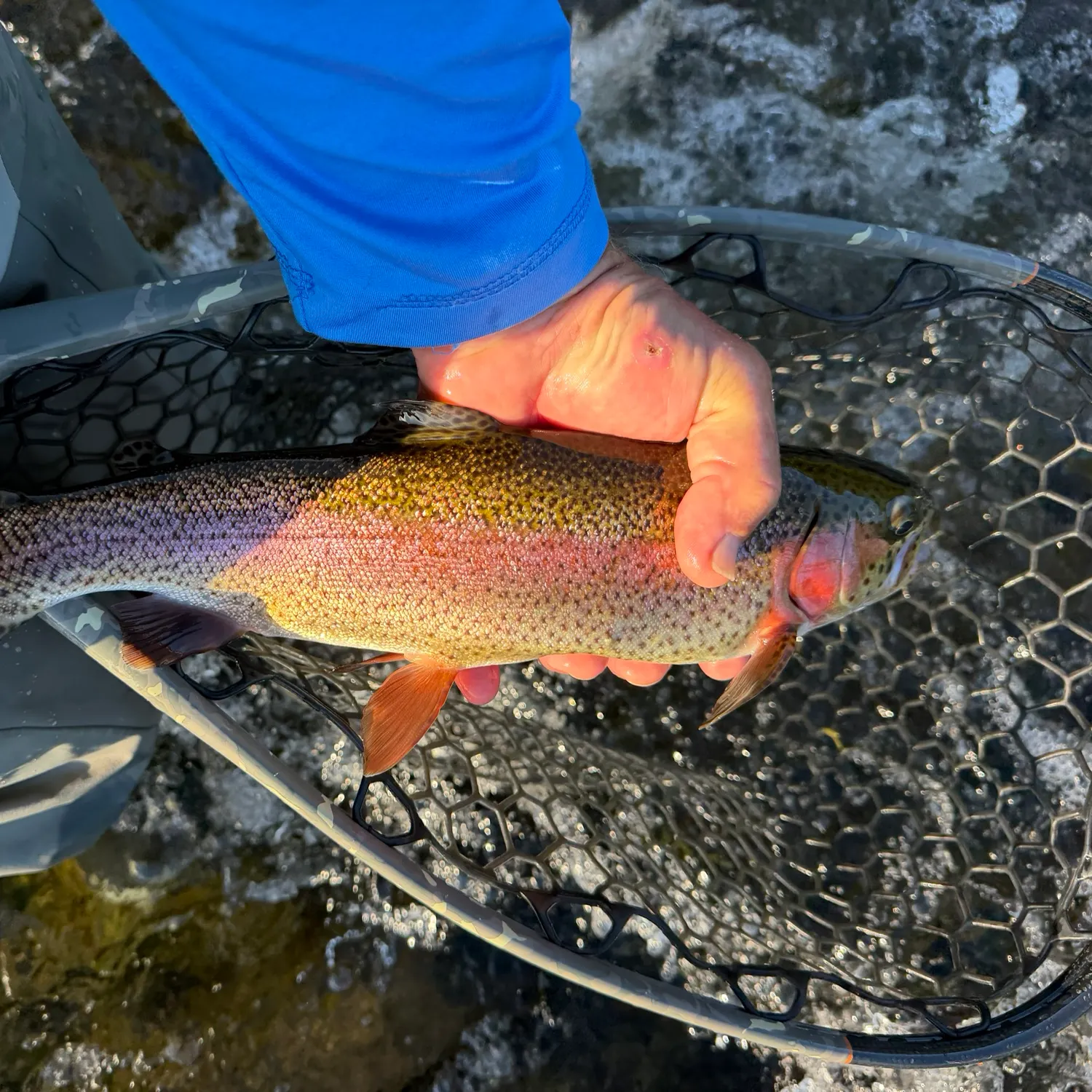 Rainbow trout caught on Fishbrain