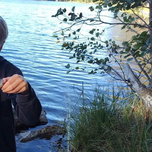 European perch caught on Fishbrain
