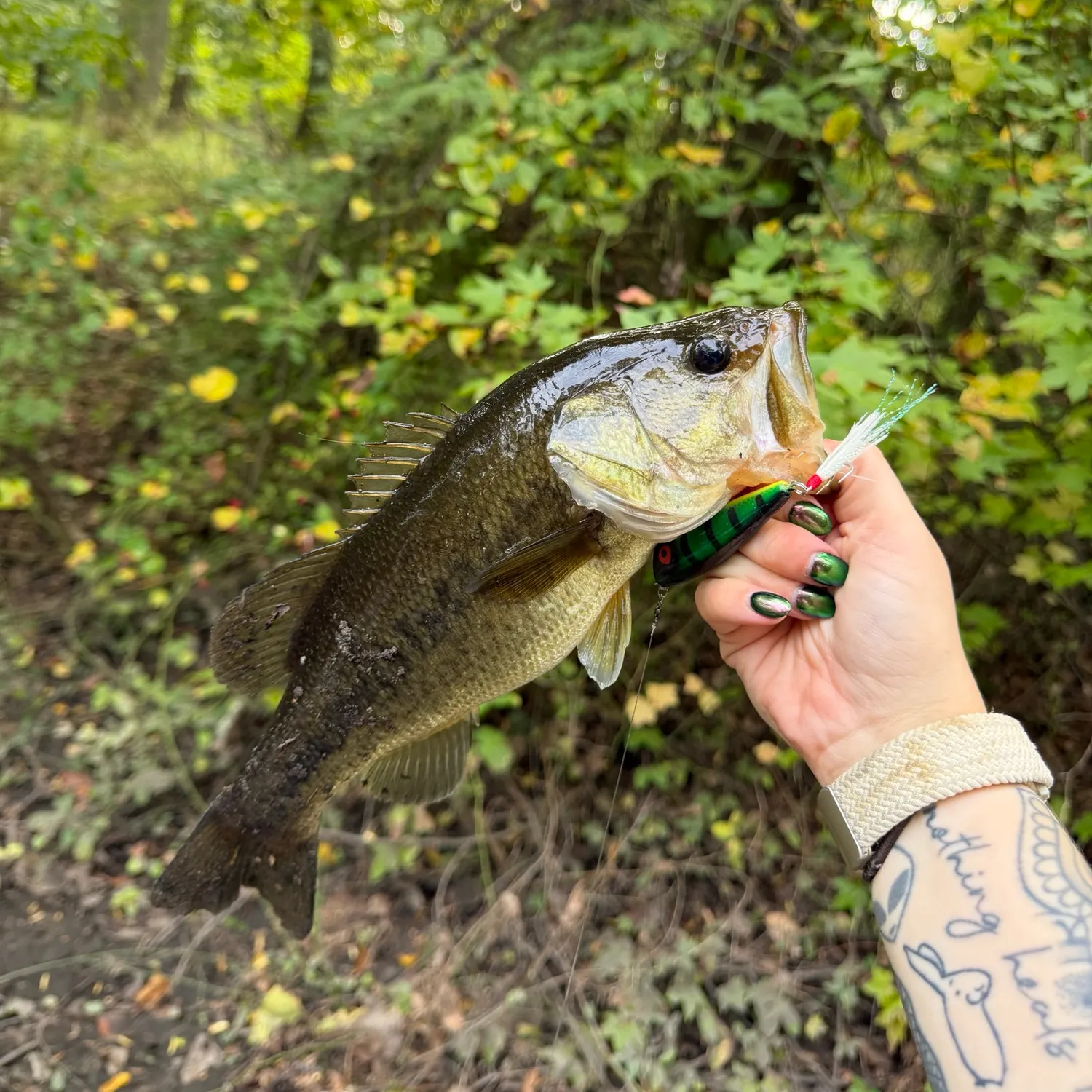 Largemouth bass caught on Fishbrain
