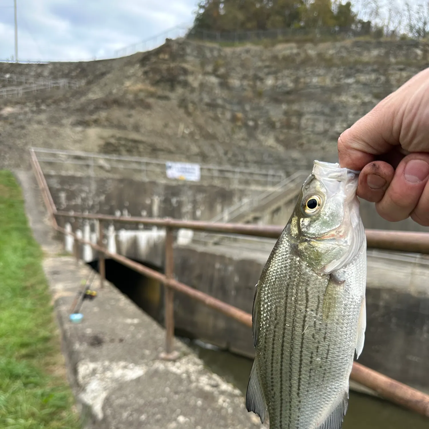 White bass caught on Fishbrain