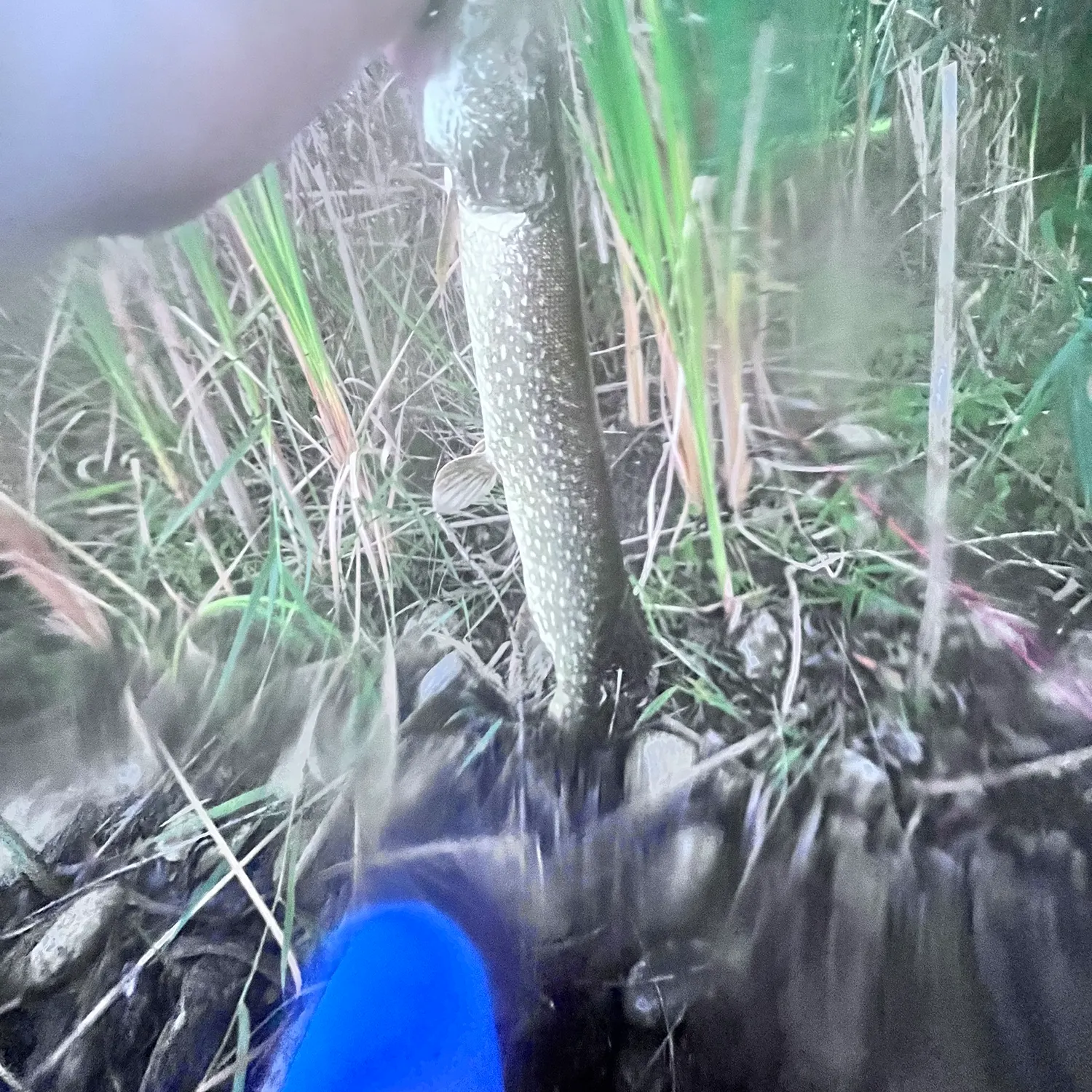 Northern pike caught on Fishbrain