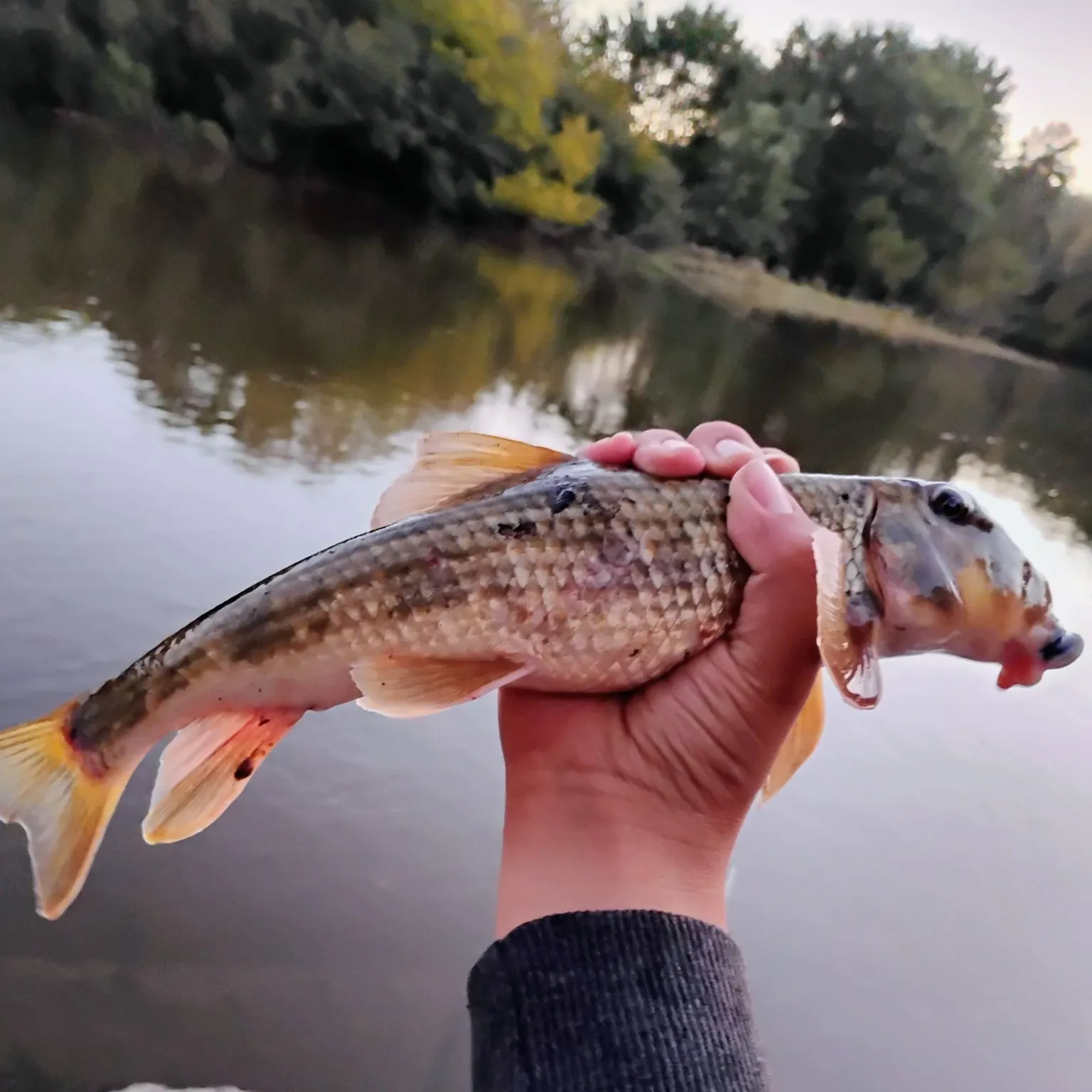 The most recent Northern hogsucker catches on Fishbrain