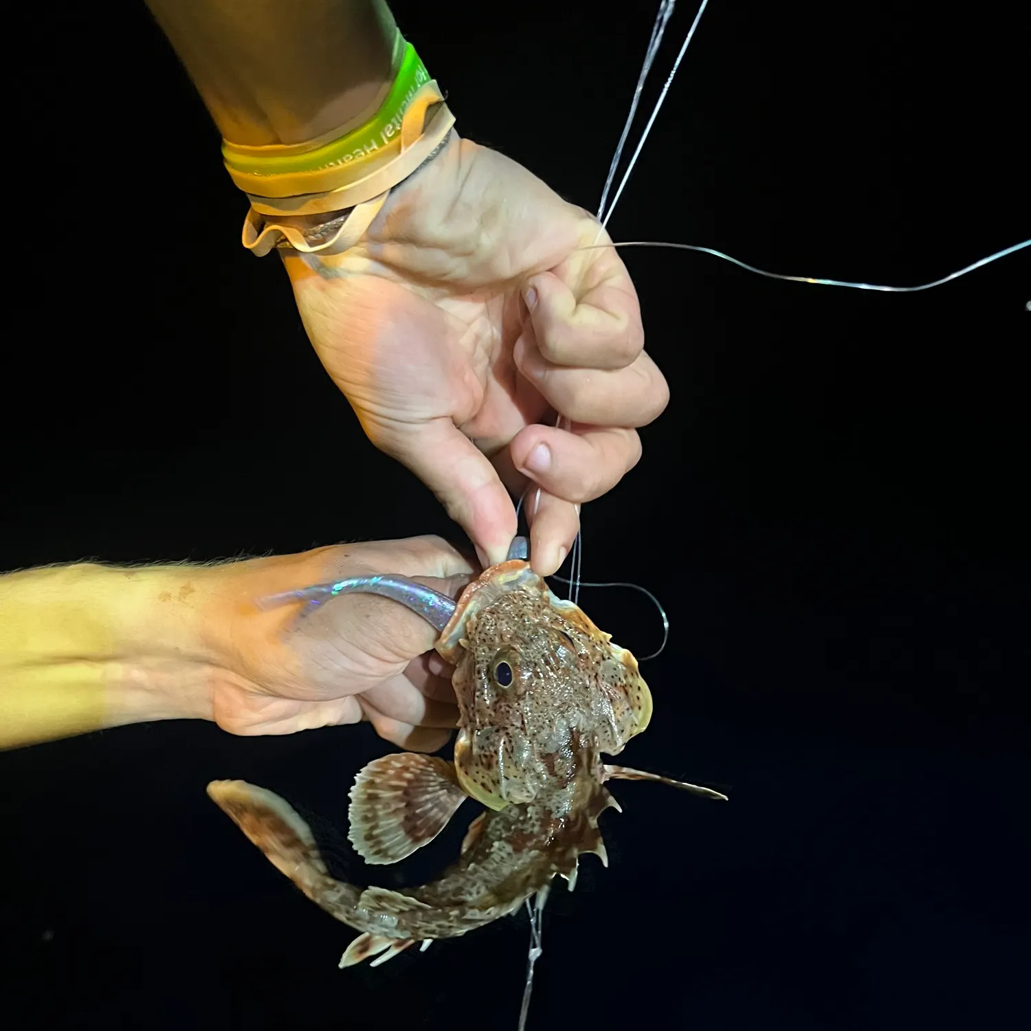 California scorpionfish caught on Fishbrain