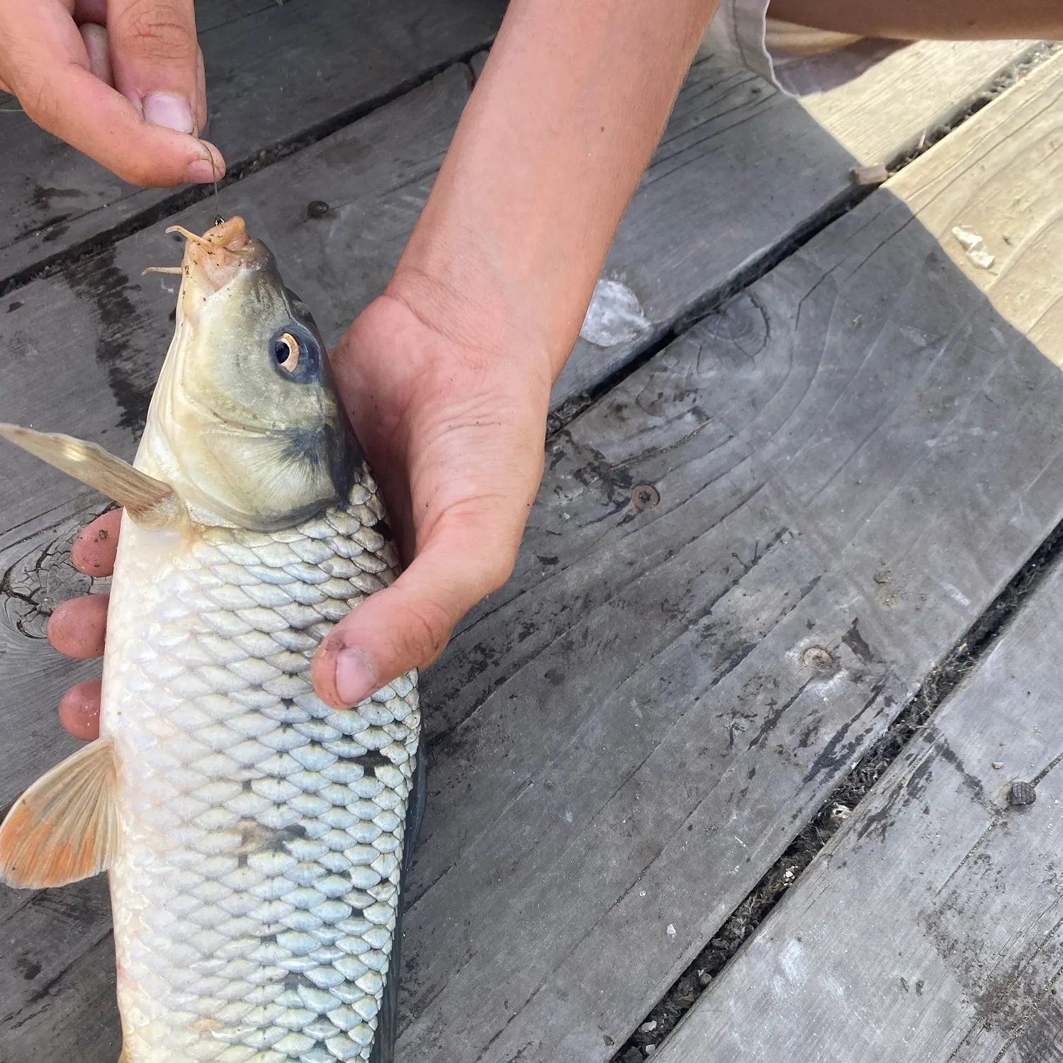 Common carp caught on Fishbrain