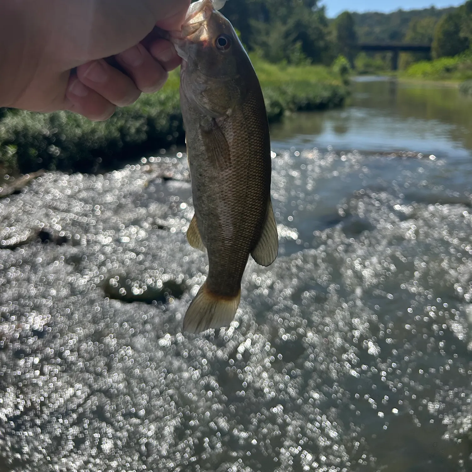 The most recent Neosho bass catches on Fishbrain