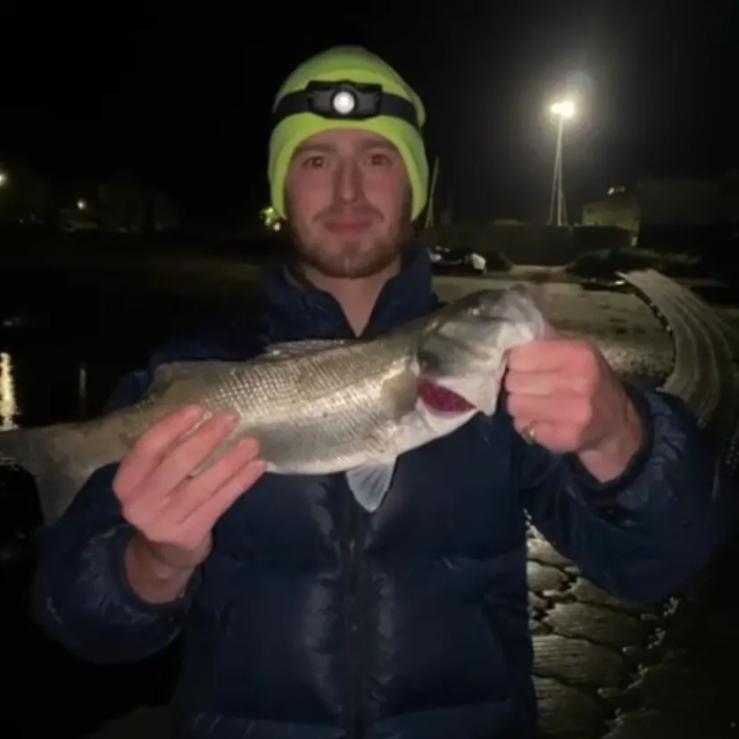 European seabass caught on Fishbrain