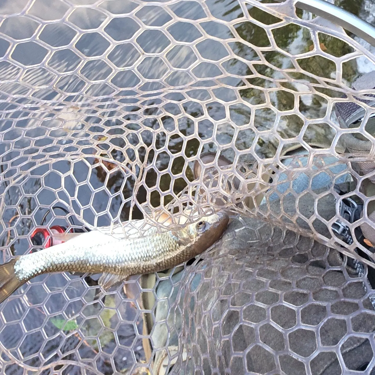 Fallfish caught on Fishbrain