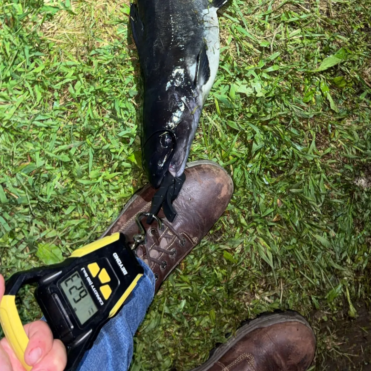 Channel catfish caught on Fishbrain