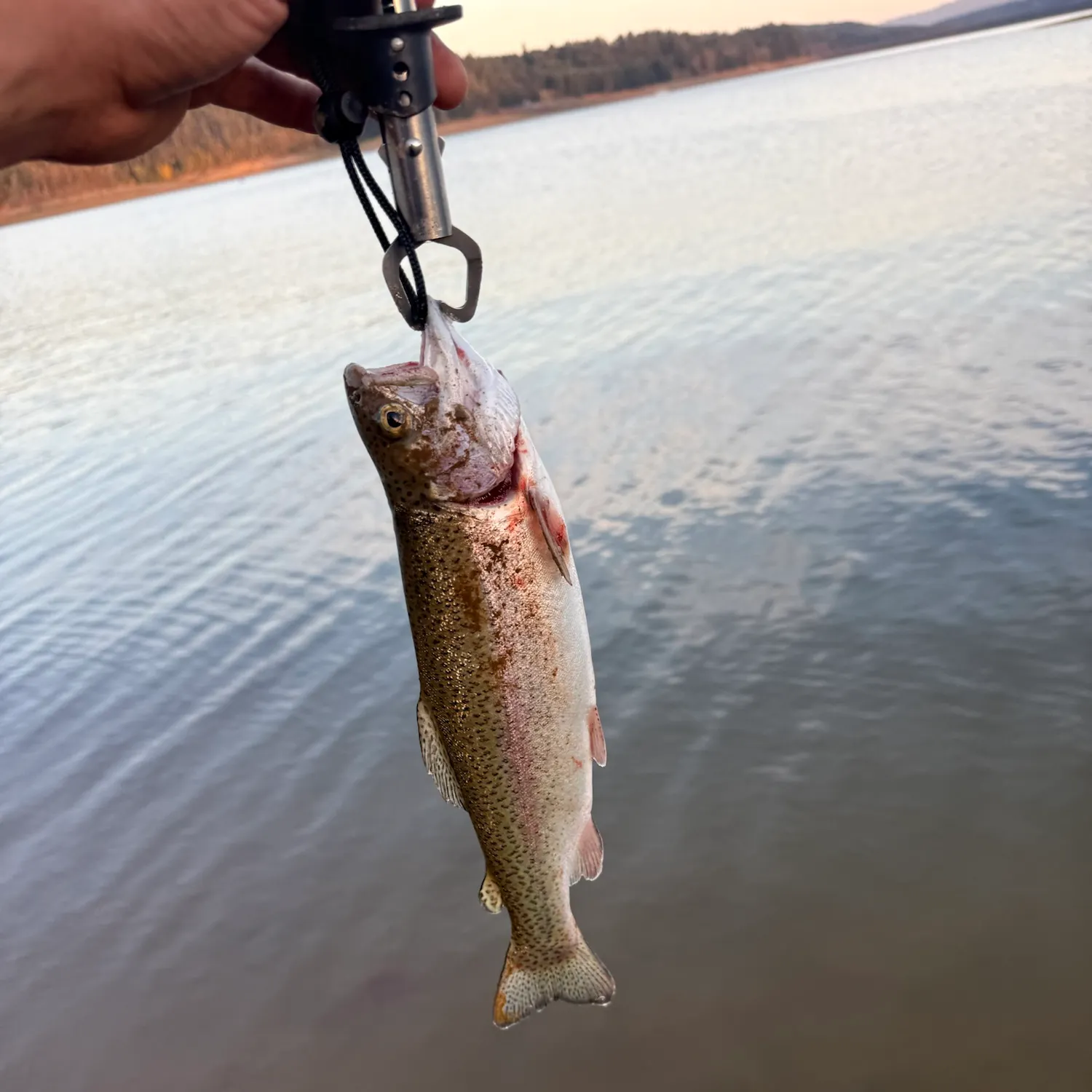 Rainbow trout caught on Fishbrain
