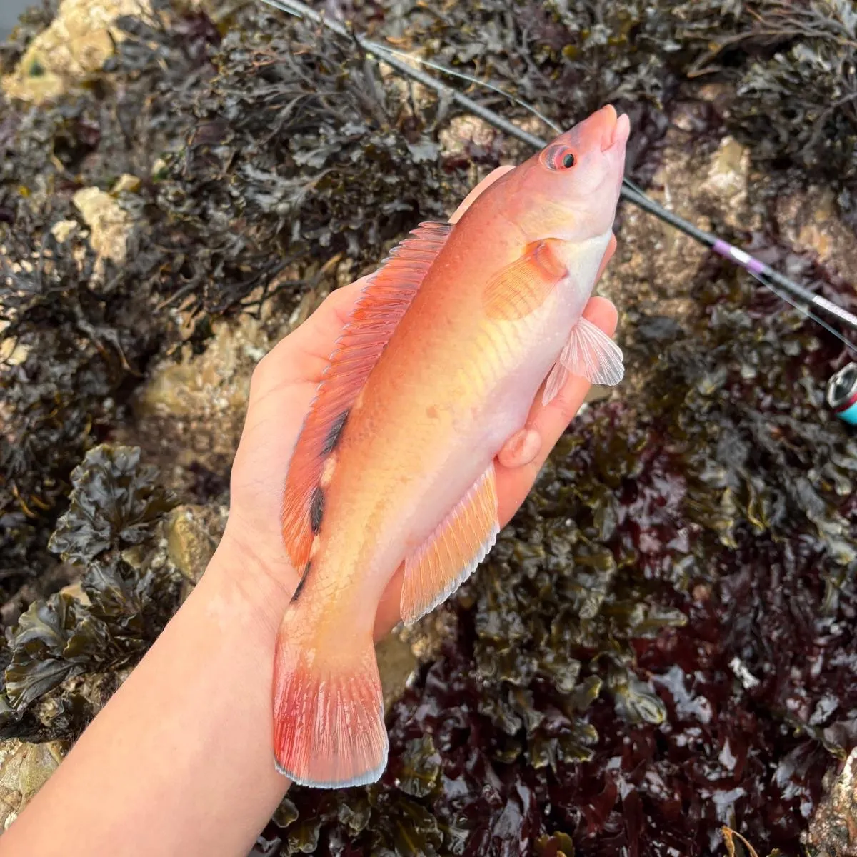 The most recent Cuckoo wrasse catches on Fishbrain
