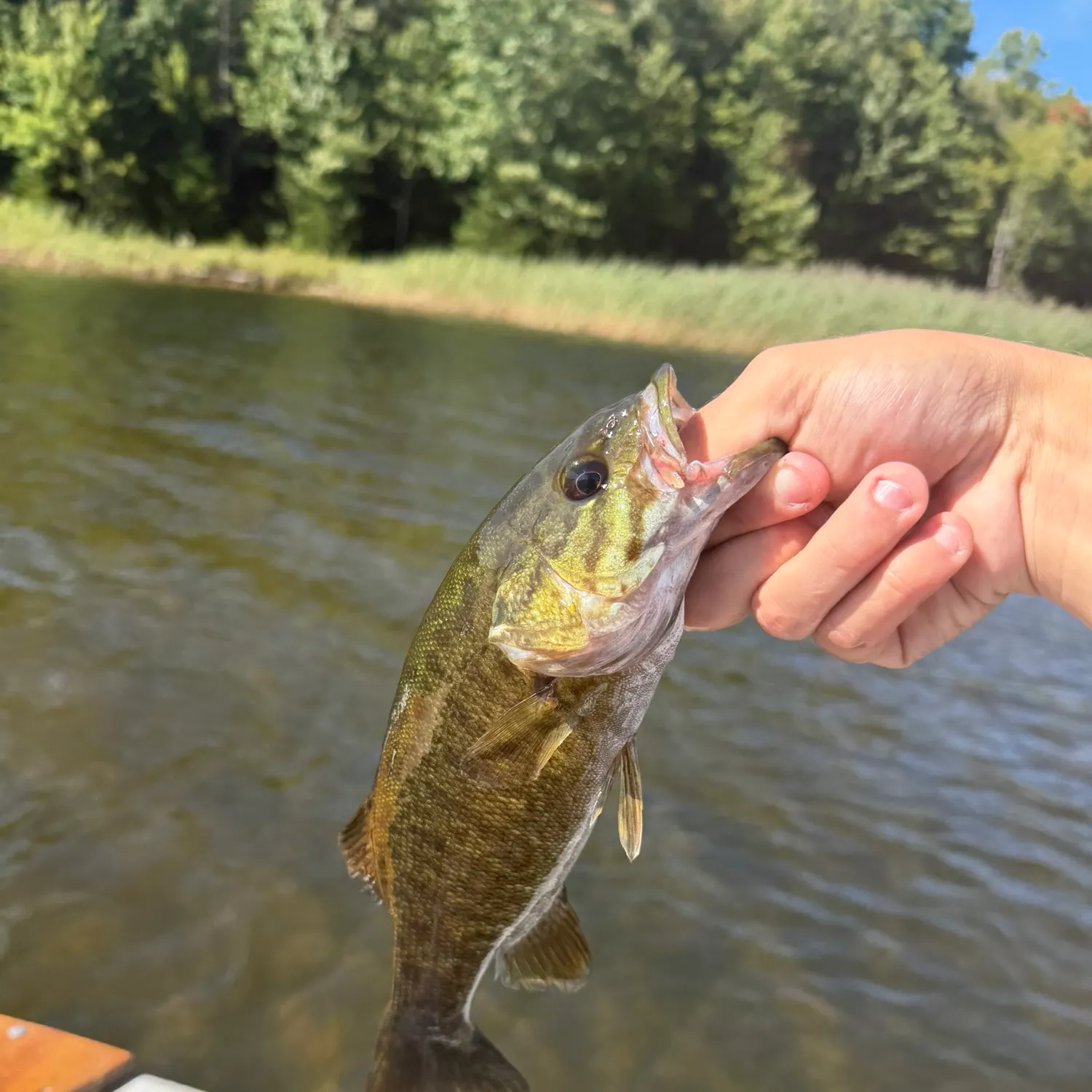 Smallmouth bass caught on Fishbrain