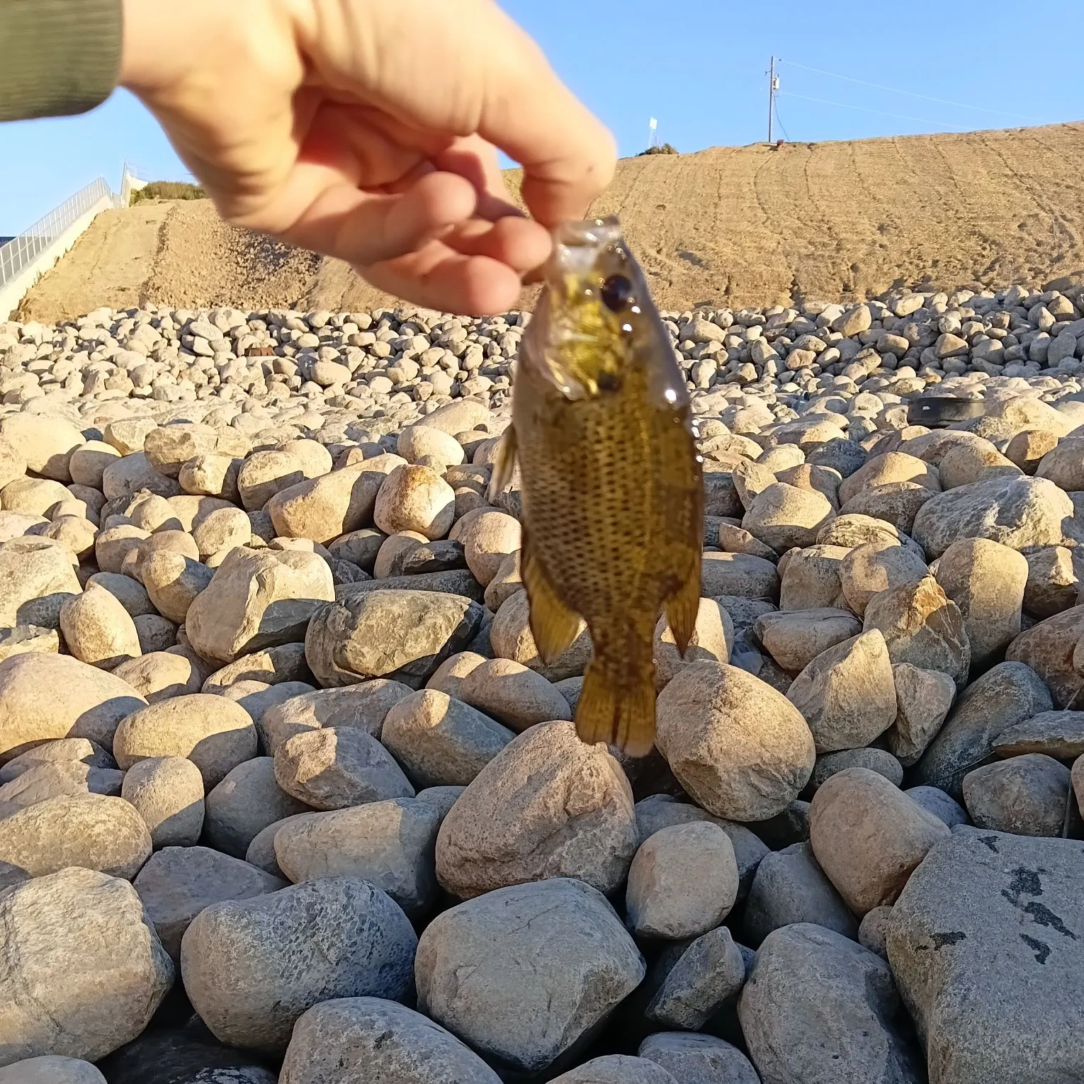Rock bass caught on Fishbrain