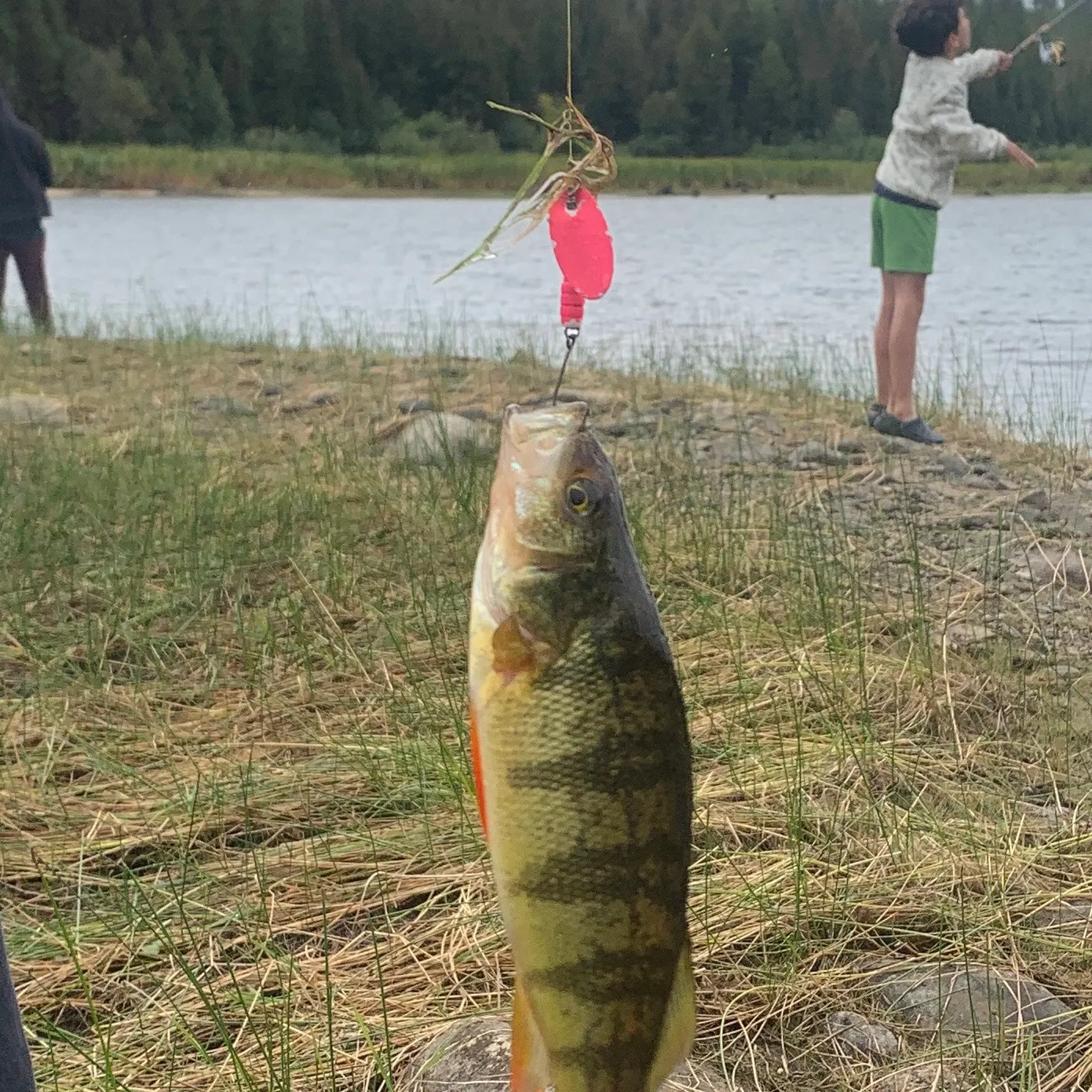 Yellow perch caught on Fishbrain