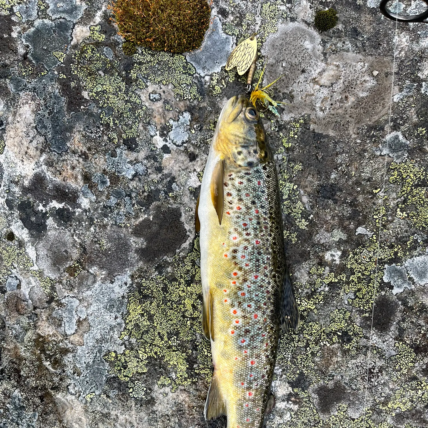 The most recent Lake trout catches on Fishbrain