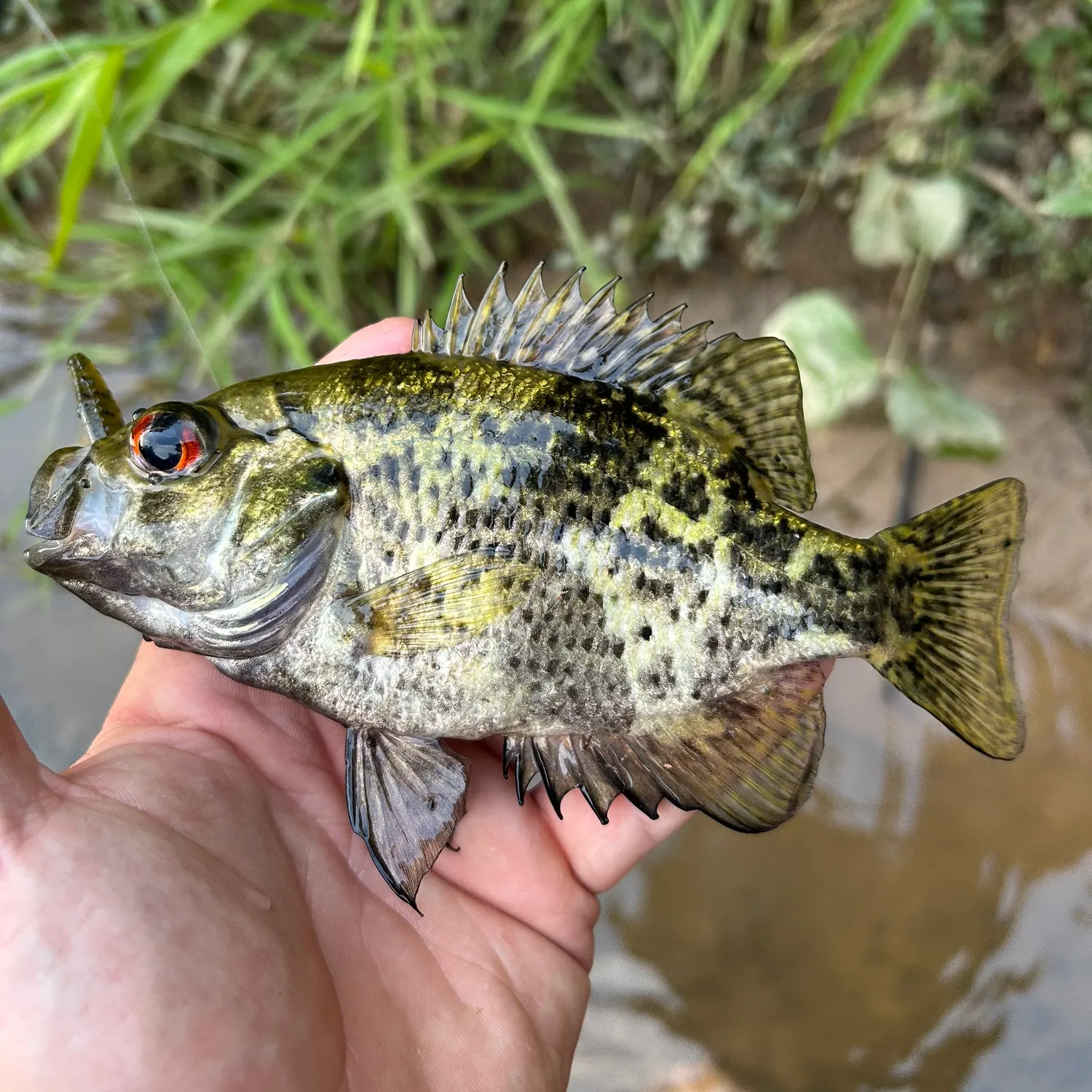 The most recent Shadow bass catches on Fishbrain