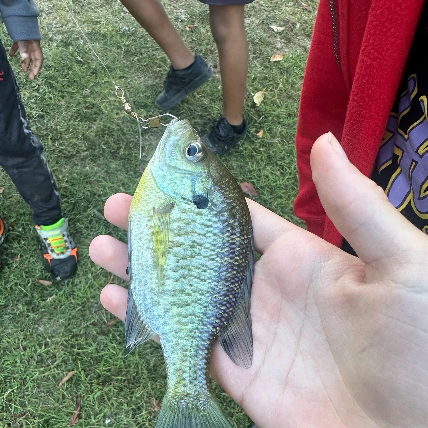 Bluegill caught on Fishbrain