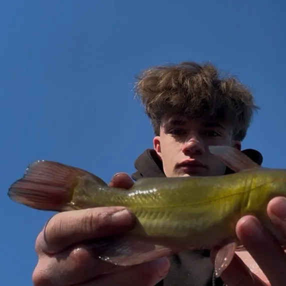 Yellow bullhead caught on Fishbrain