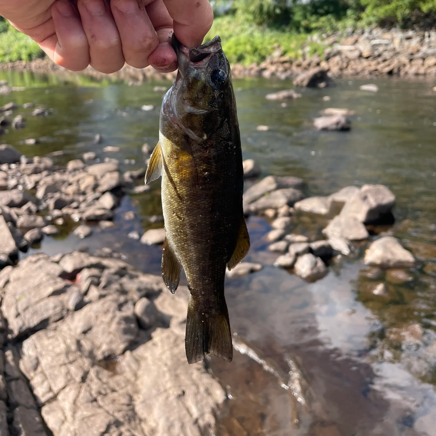 Smallmouth bass caught on Fishbrain